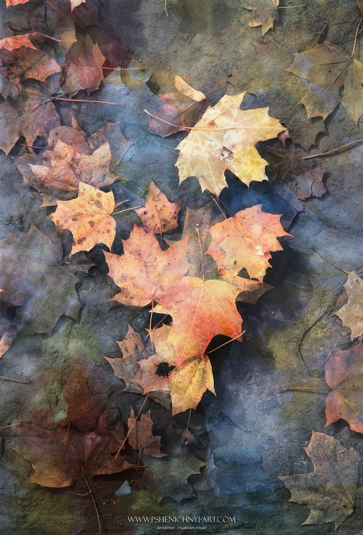 осень, кленовые листья, октябрь, дождь, вода, узоры, опавшая листва, Пшеничный Андрей
