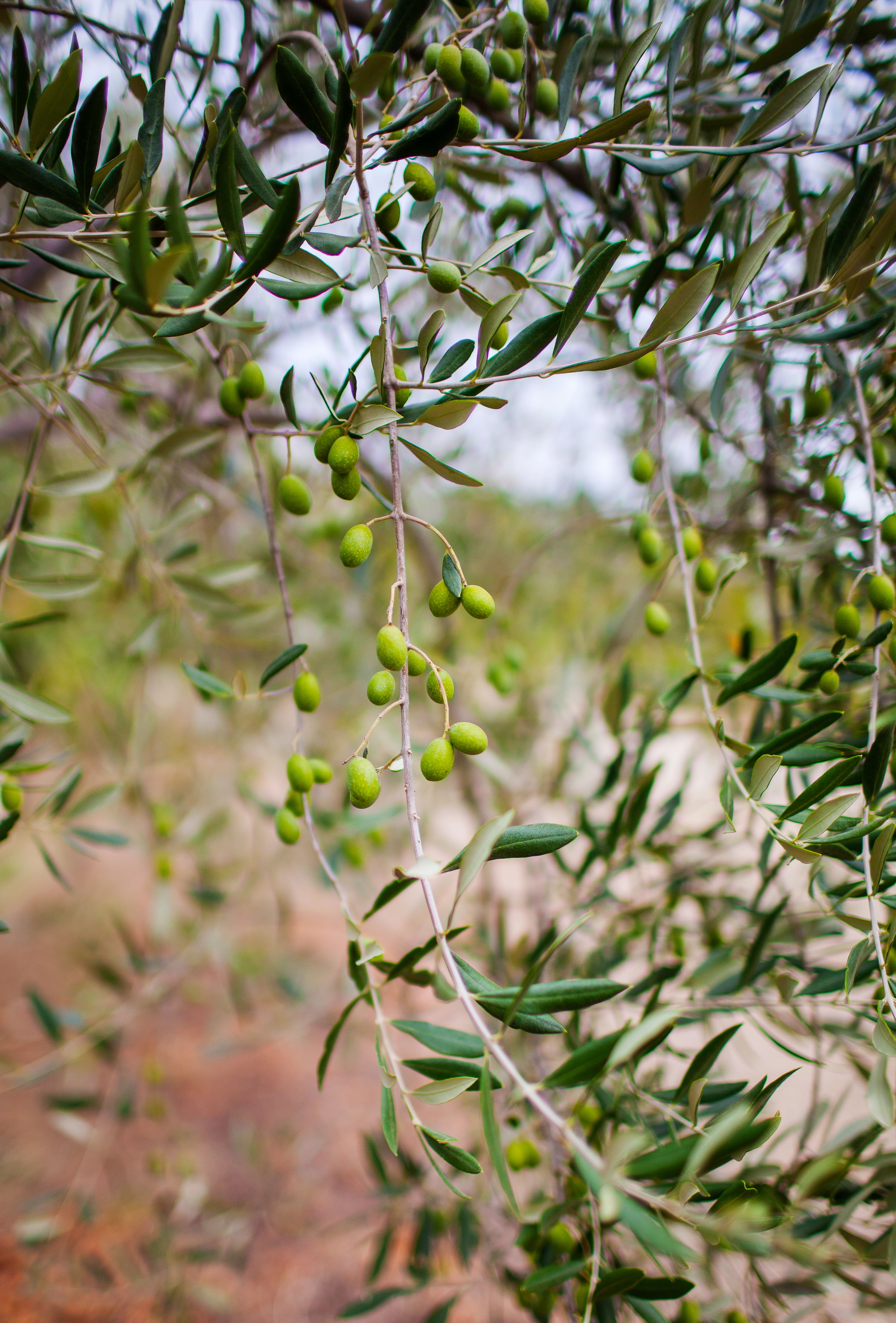 Olive tree, Lilia Tkachenko