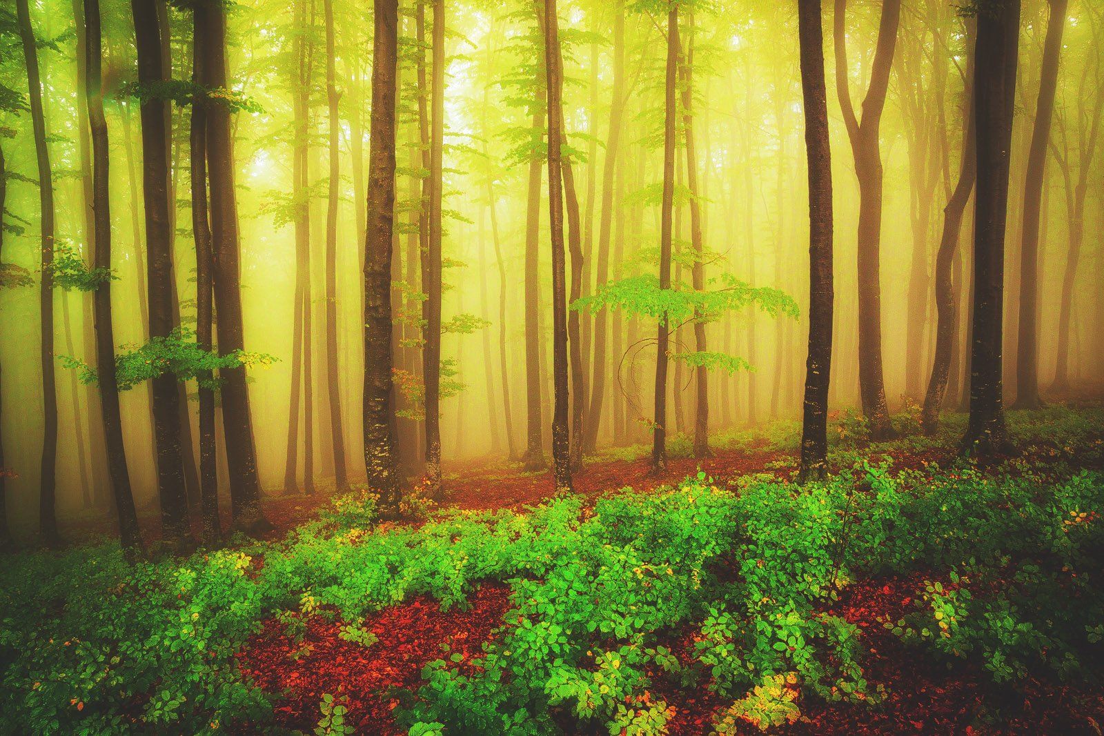Autumn, Colours, Forest, Landscape, Mist, Serban Bogdan