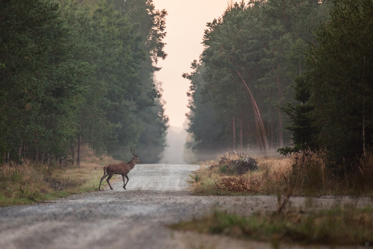 deer, wildlife, animals, nautre, Wojciech Grzanka