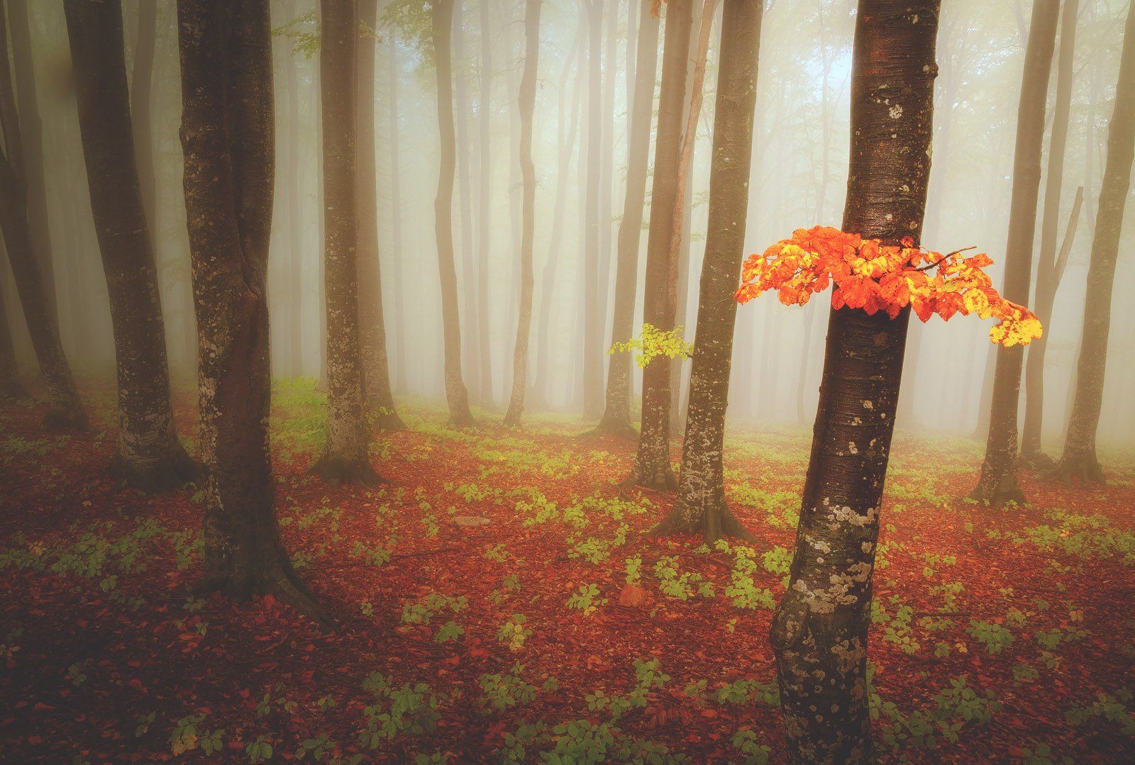 Autumn, Colors, Forest, Mist, Serban Bogdan