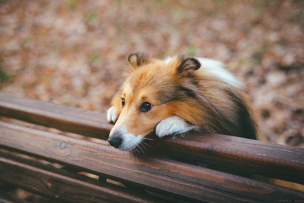 sheltie, dog, cute, Марта Май