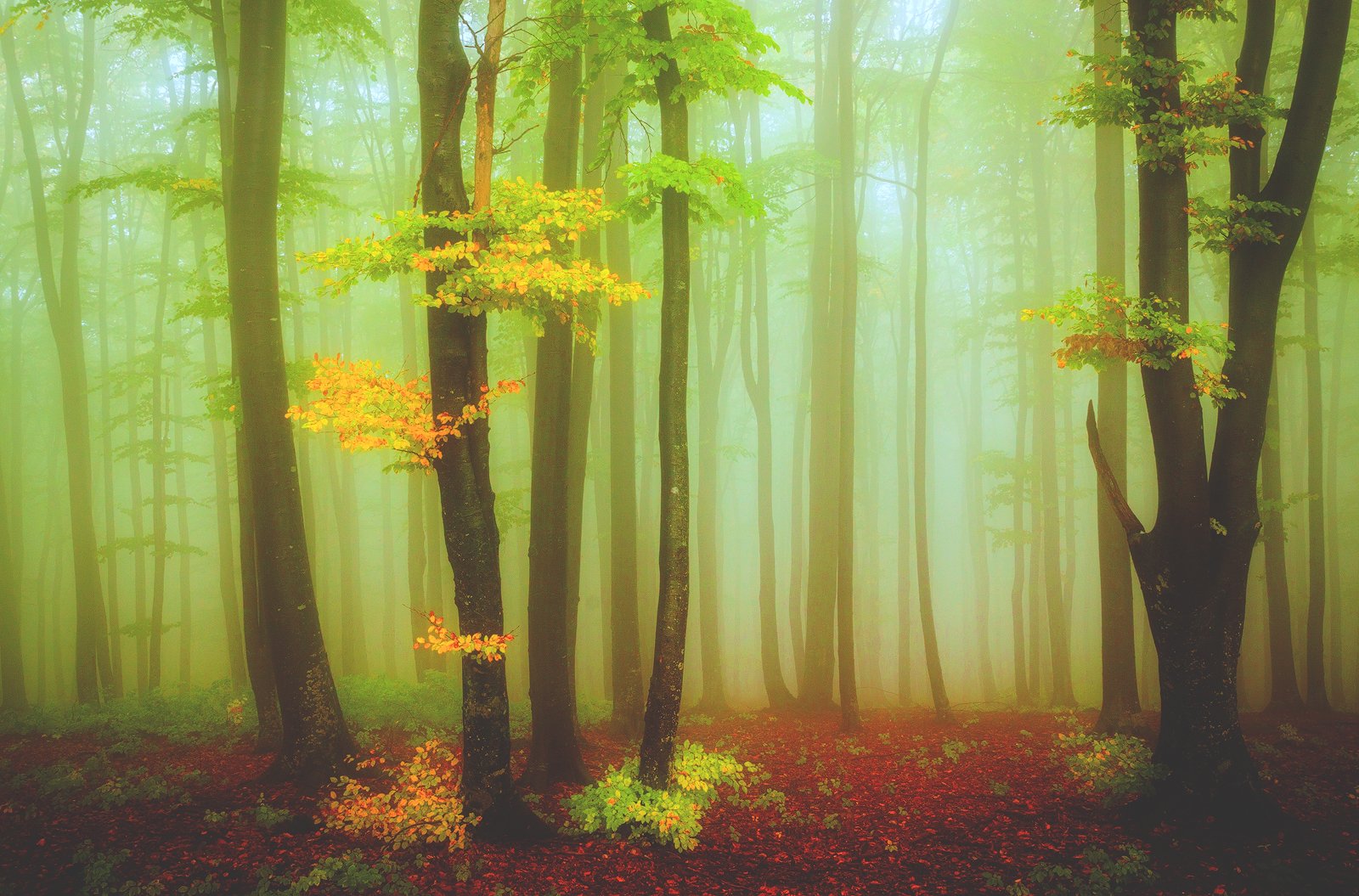 Autumn, Forest, Mist, Serban Bogdan