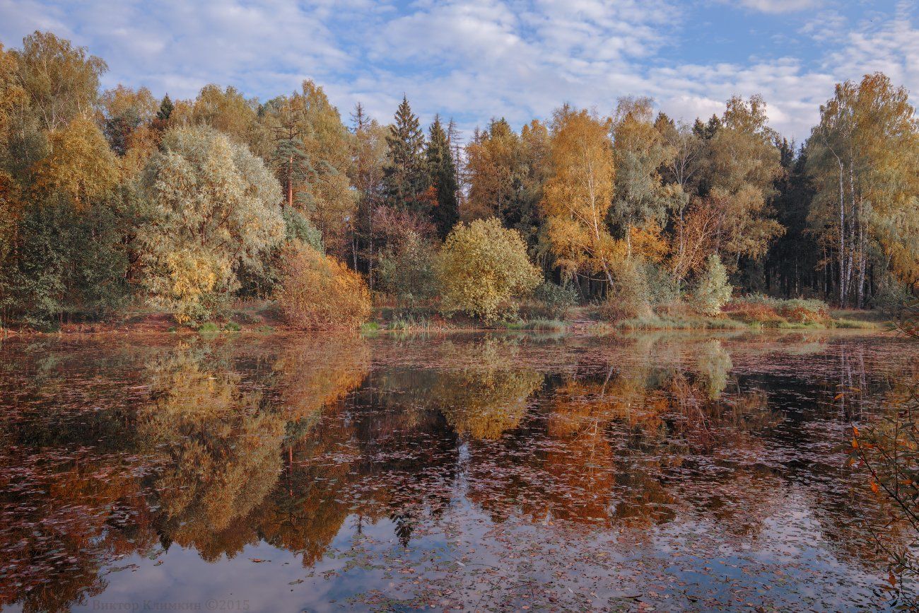 осень, подмосковье, природа, пруд, россия, Виктор Климкин