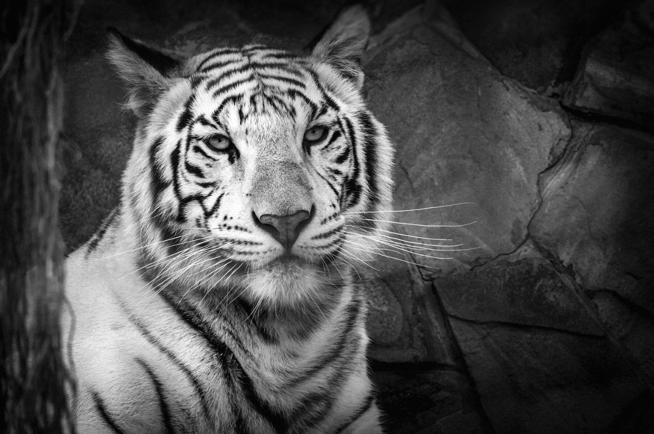 Animals, Black & white, Eyes, Life, Light, Nikon, Tiger, Wildlife, Андрей Лободин