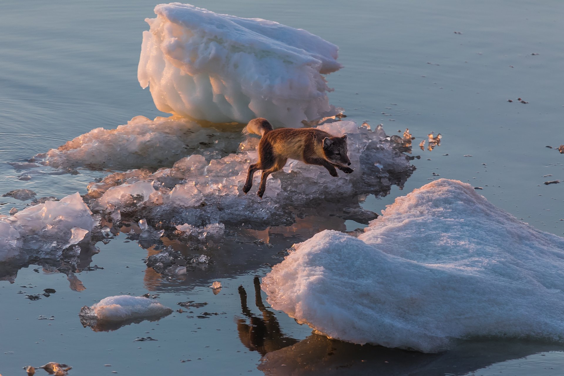 арктика, песец, лед, якутия, море лаптевых, остров большой бегичев, Кирилл Уютнов