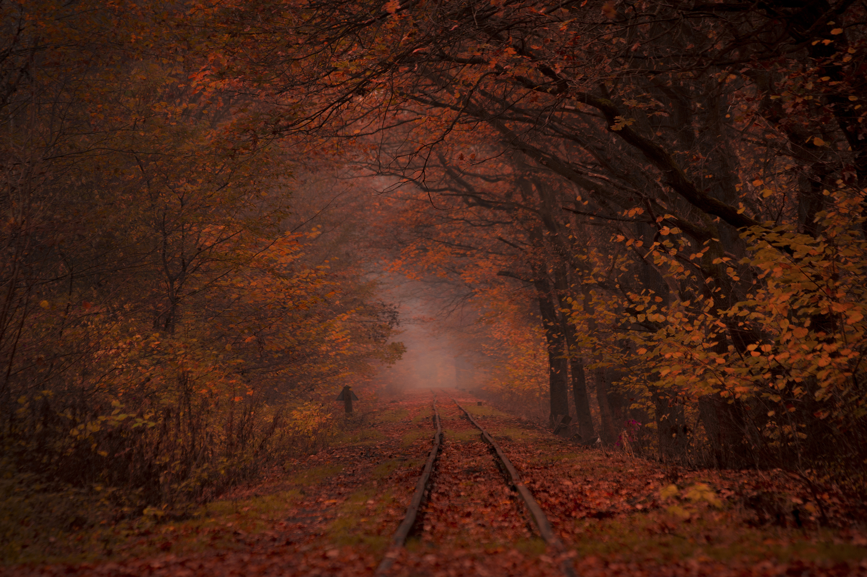 Horizontal, Photography, Autumn, Forest,Tree, Nature, Fog, Leaf, Woodland, Road, Railway, Transportation, Poland, Damian Cyfka