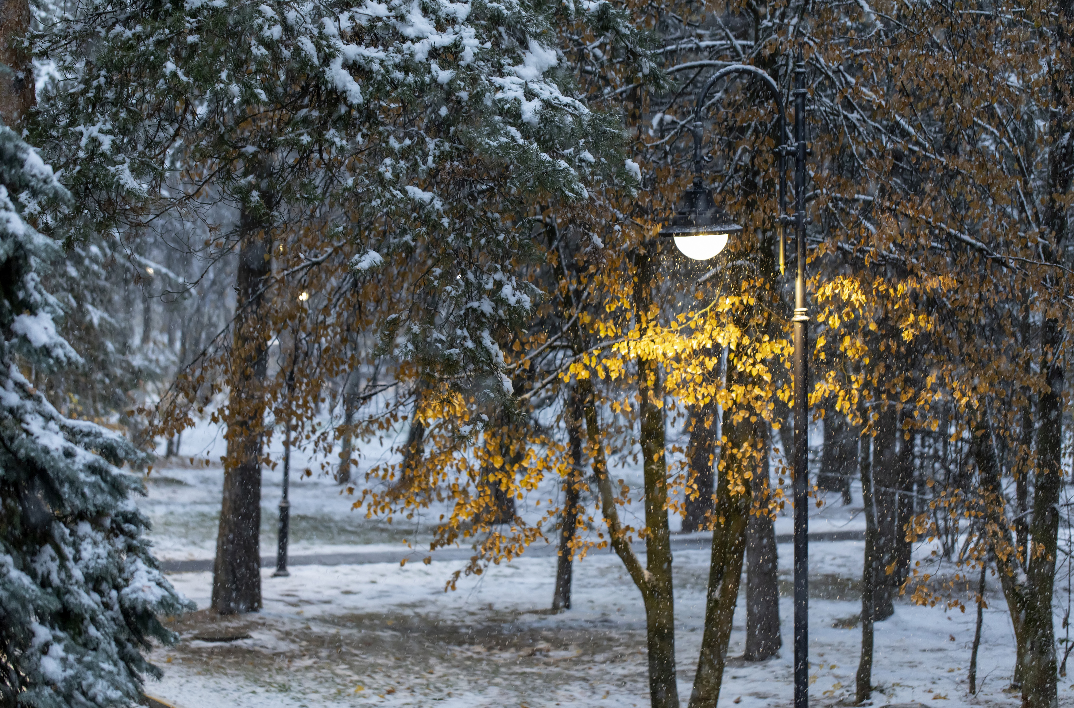 фонарь, осень, снег, деревья, Татьяна Феденкова