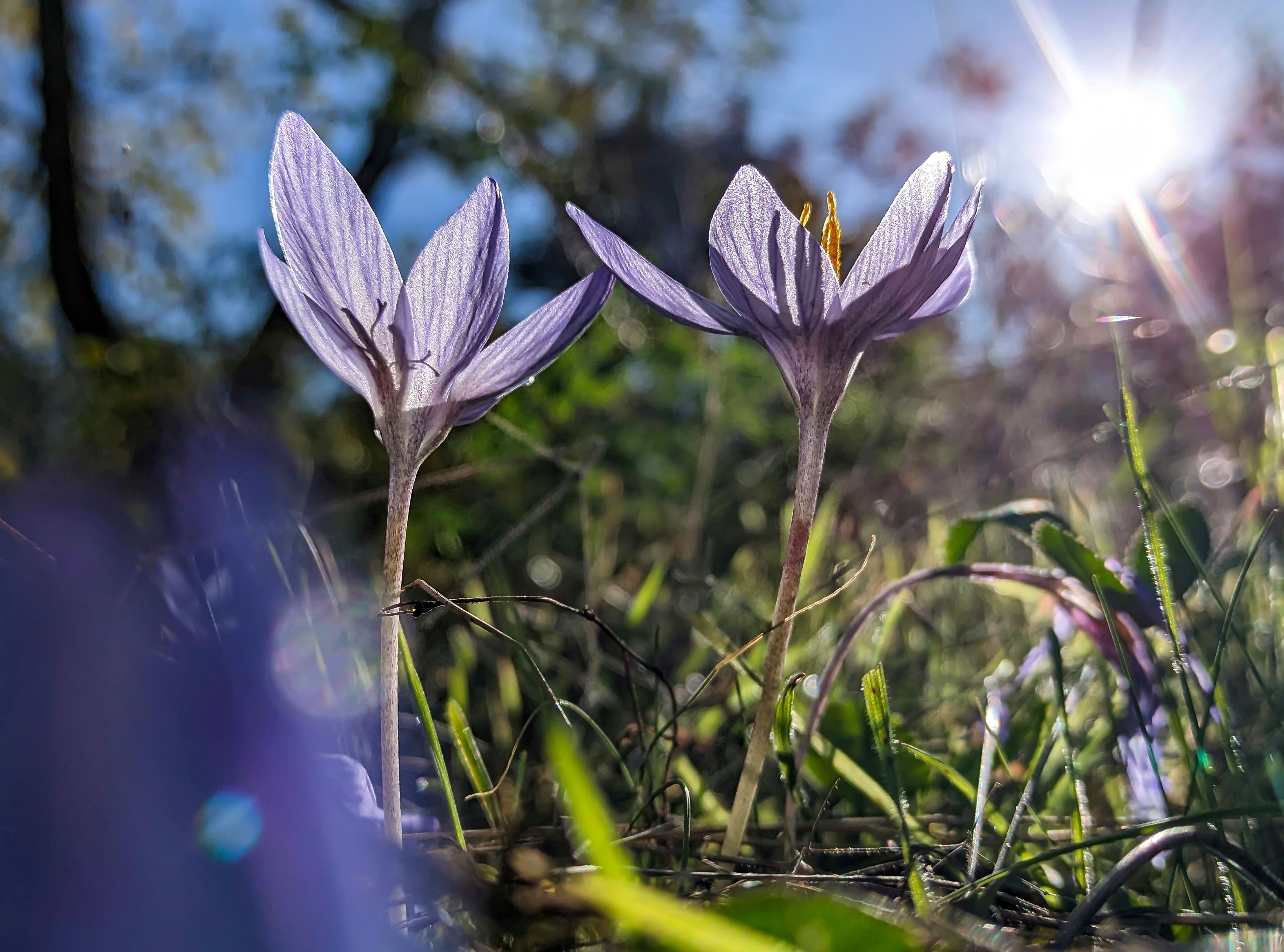 #xiaomi, , #mobilephotography, #macro, #flower, #nature, #crocus, #pinkflower, #bokeh, #sun, Rati Qvaraia