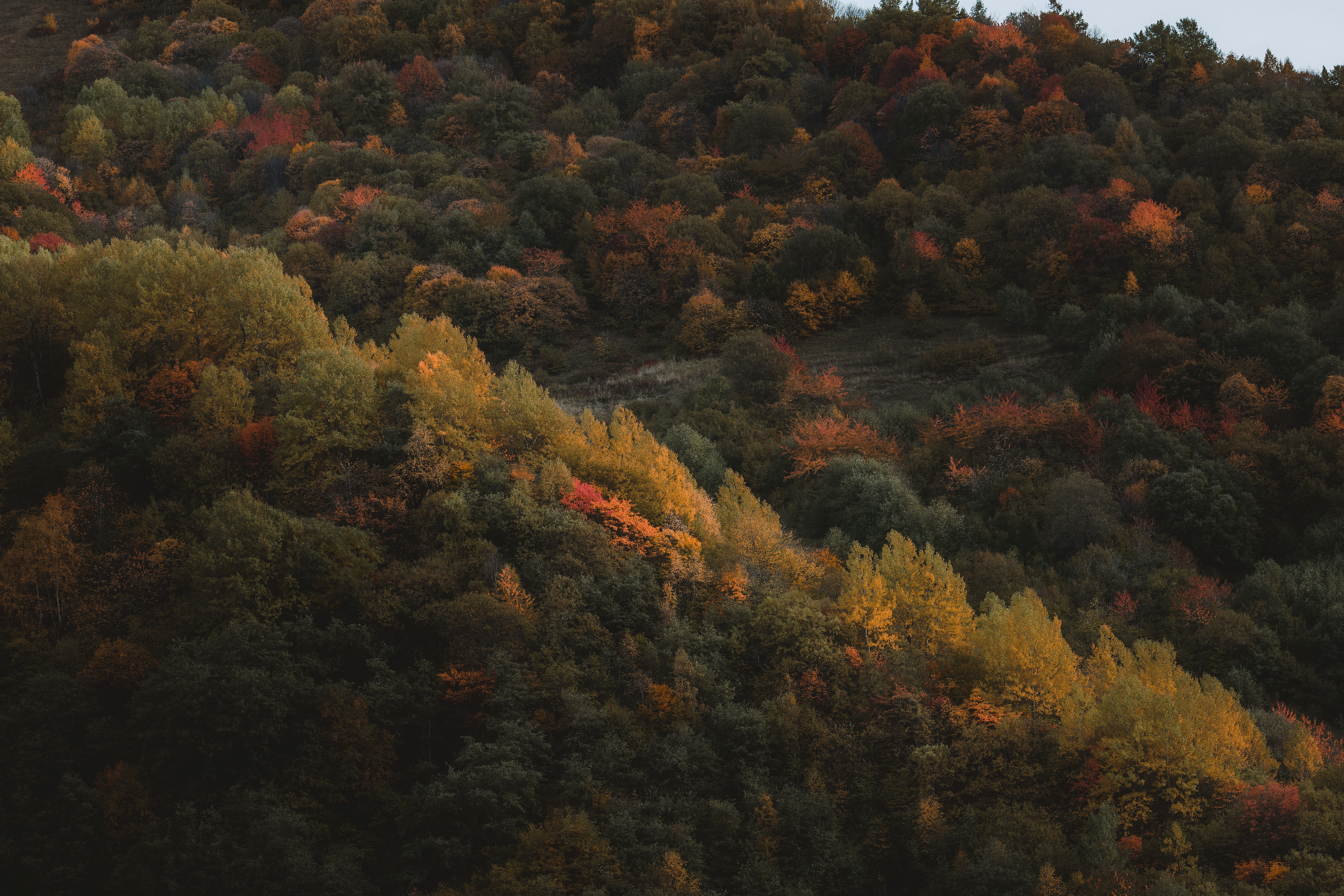 Осень, лес, горы, деревья, Рябинин Влад