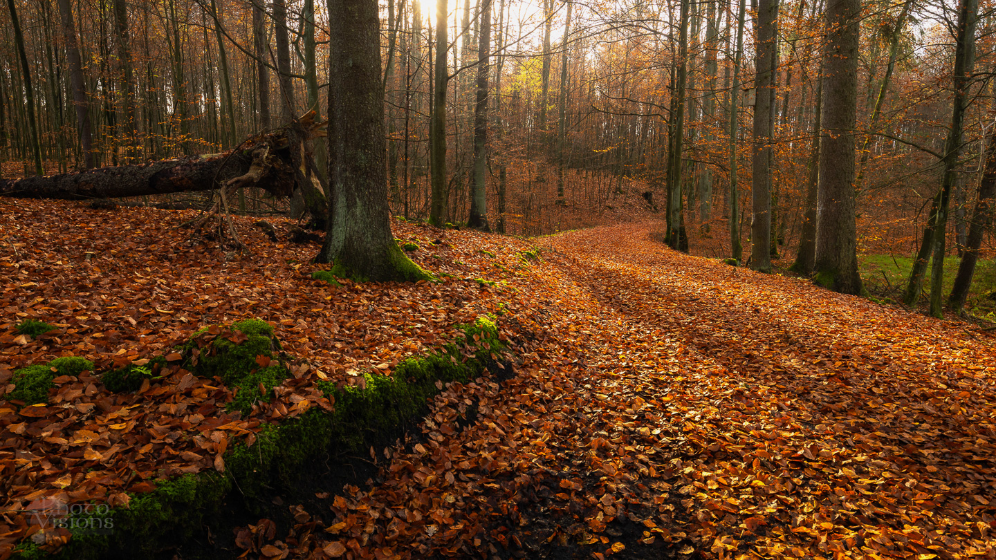 forest,woods,woodland,landscape,autumn,autumnal,tree,trees,beech,road,panoramic,, Photo Visions