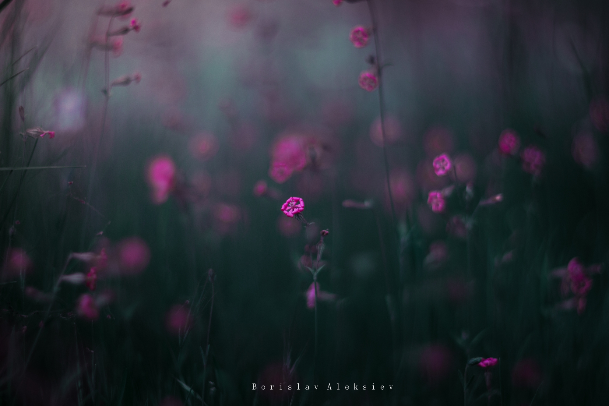 flowers,pink,blue,green,light,bokeh,nature,, Алексиев Борислав
