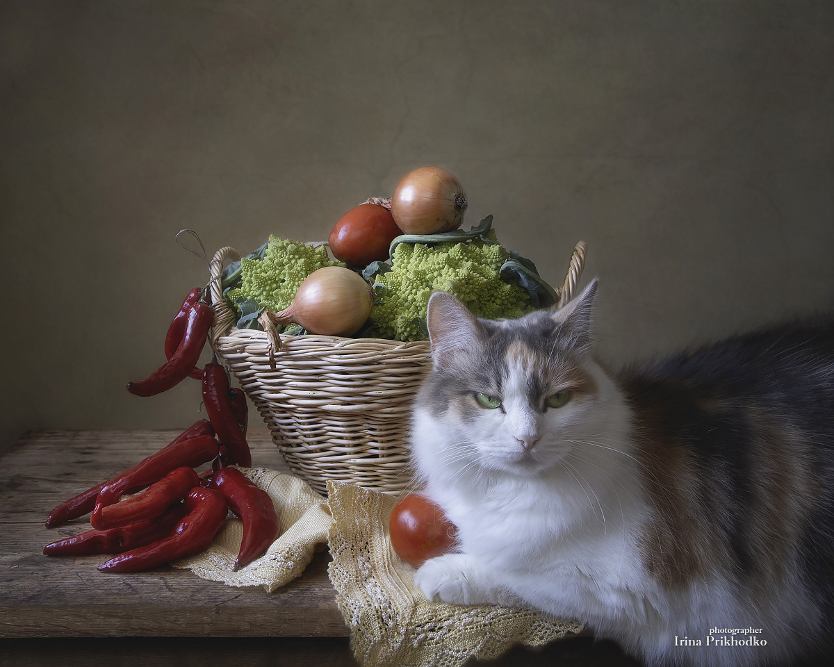 кошки, домашние питомцы, натюрморт, овощи, Приходько Ирина