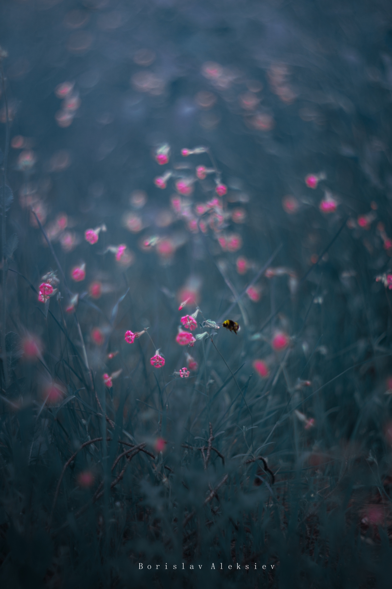 flowers,pink,blue,yellow,light,bokeh,nature,bee, Алексиев Борислав