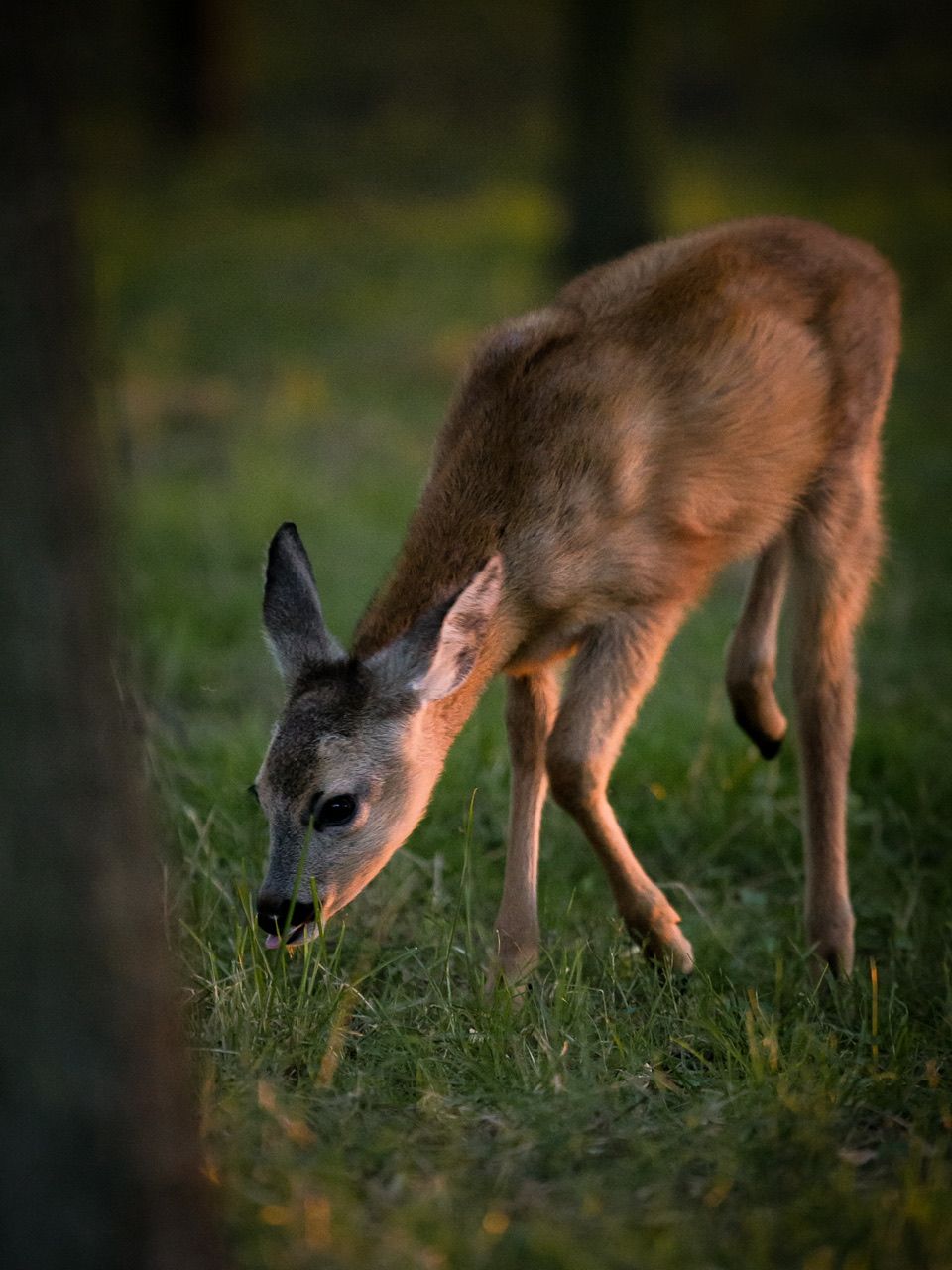 #wildlife #deer, Bruno Golemac