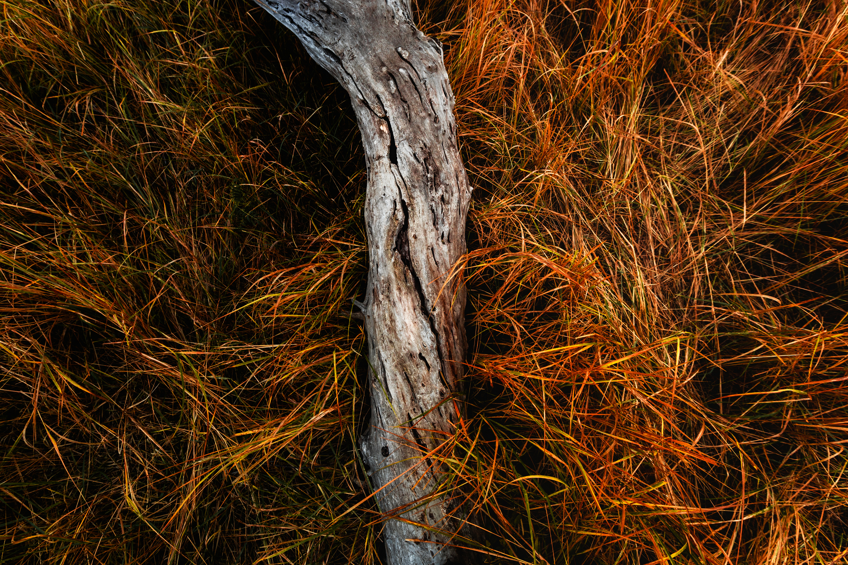 текстура, дерево, трава, осень, Рябинин Влад