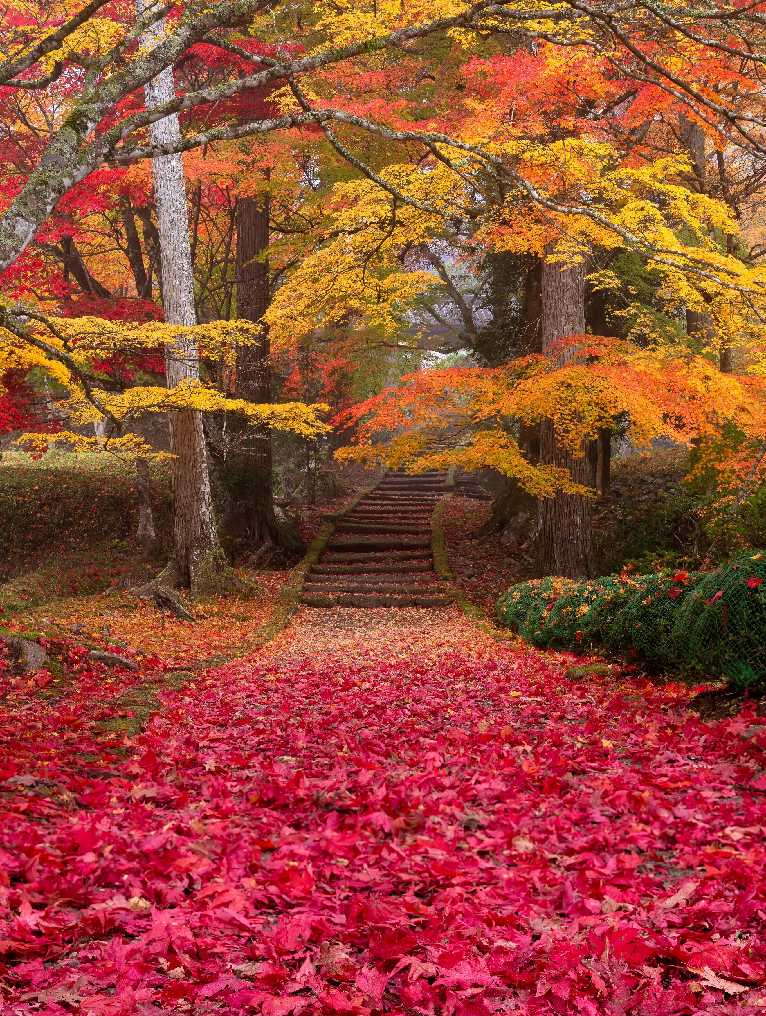 #kyoto #japan #autumn #temple, Hasan Jakaria