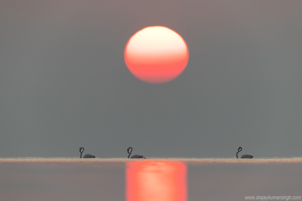 Greater flamingos dramatic sunrise, Dr Ajay Kumar Singh