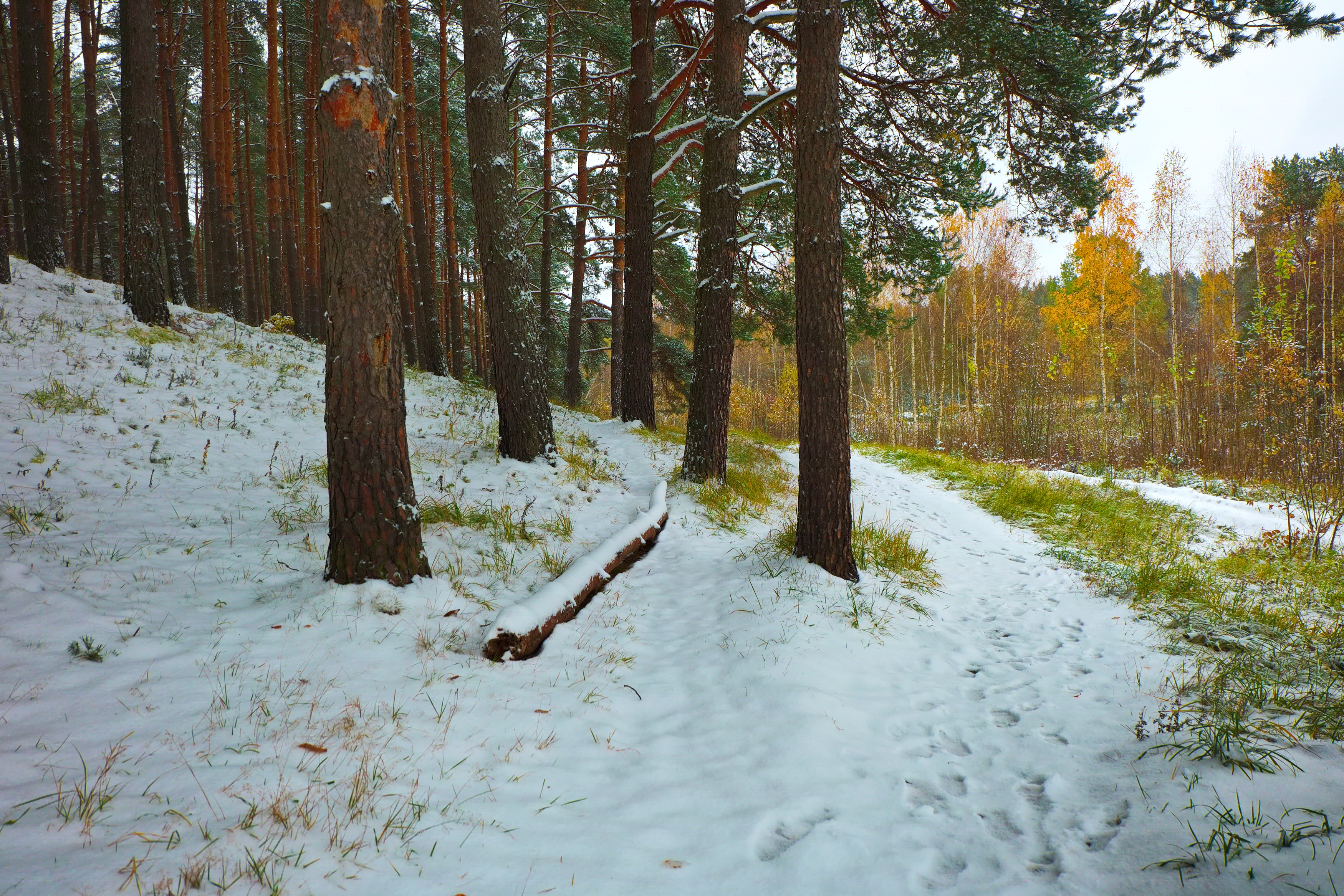 витебск, лучеса, лес, осень, первый снег, Виктор Гурков