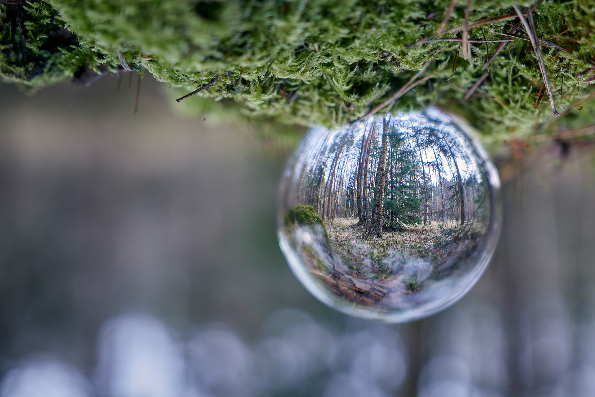 лес, стеклянный шар, отражение, Валерий Вождаев