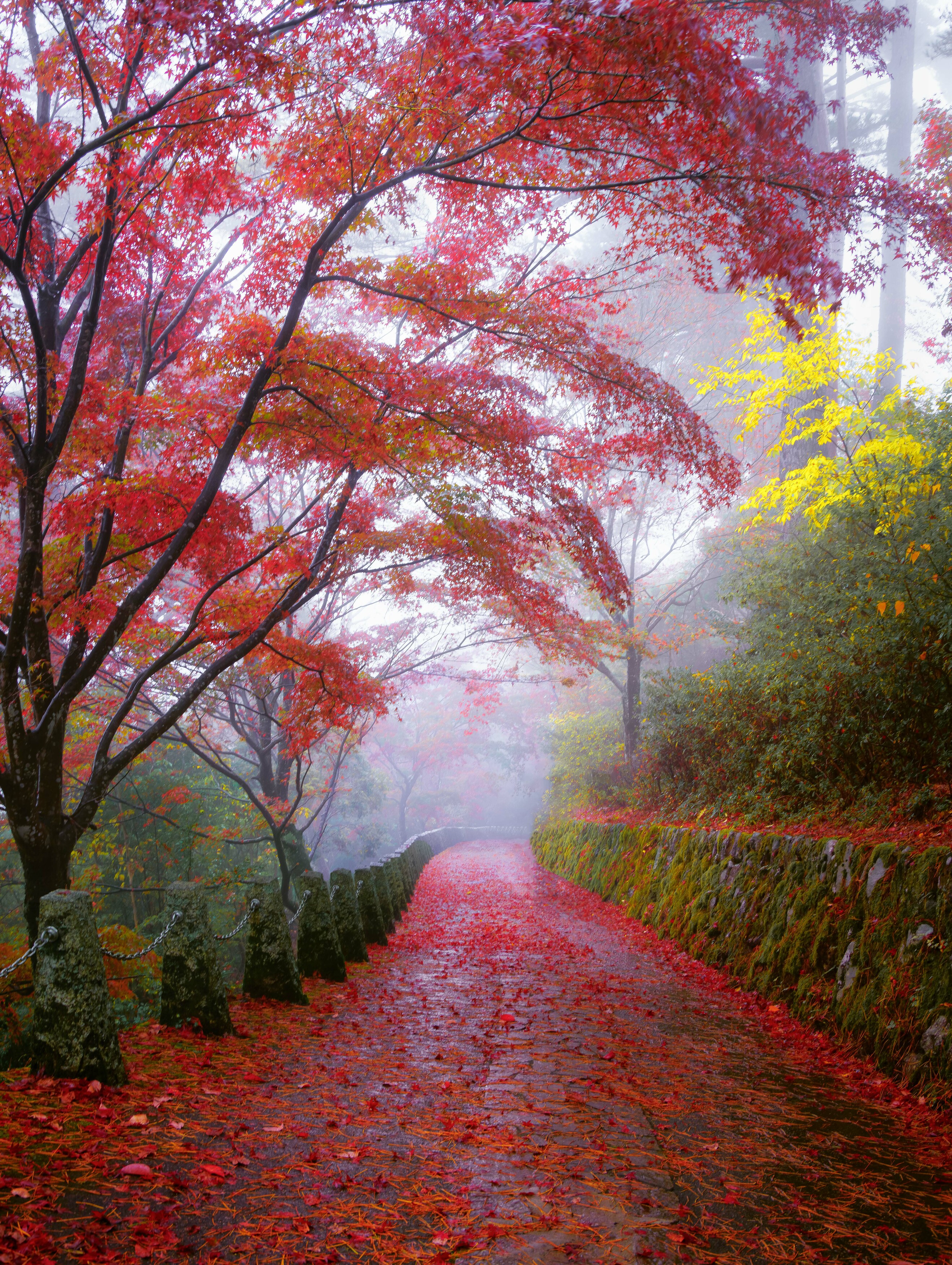 #autumn #morning #nature #japan #nara #foggy #red , Hasan Jakaria