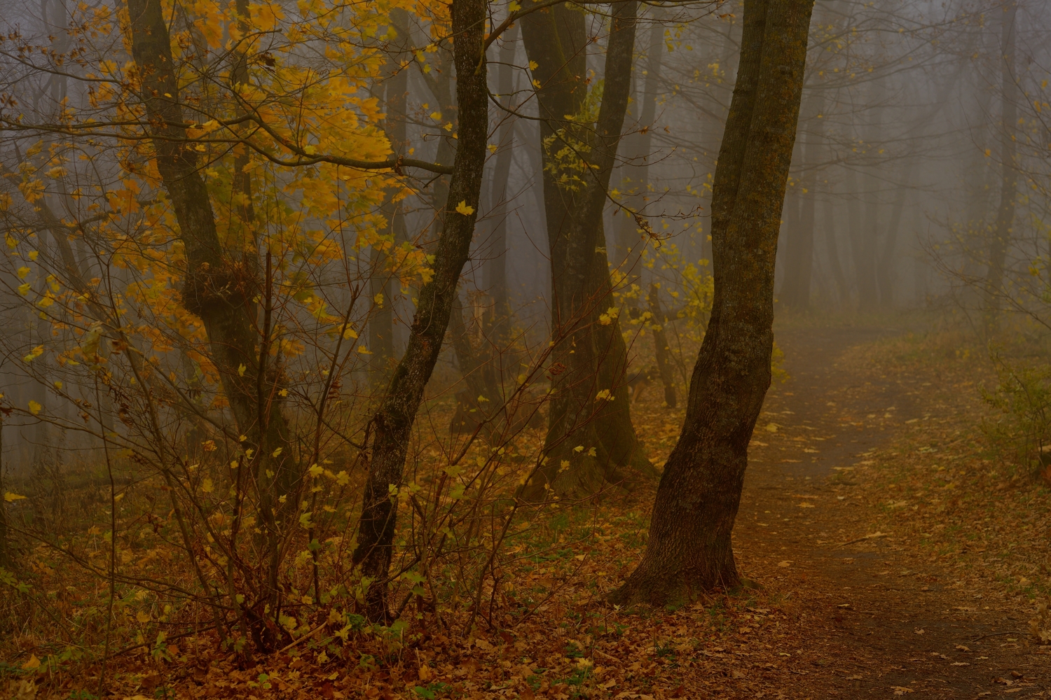 осень, листва, утро, лес, туман, Александр Жарников