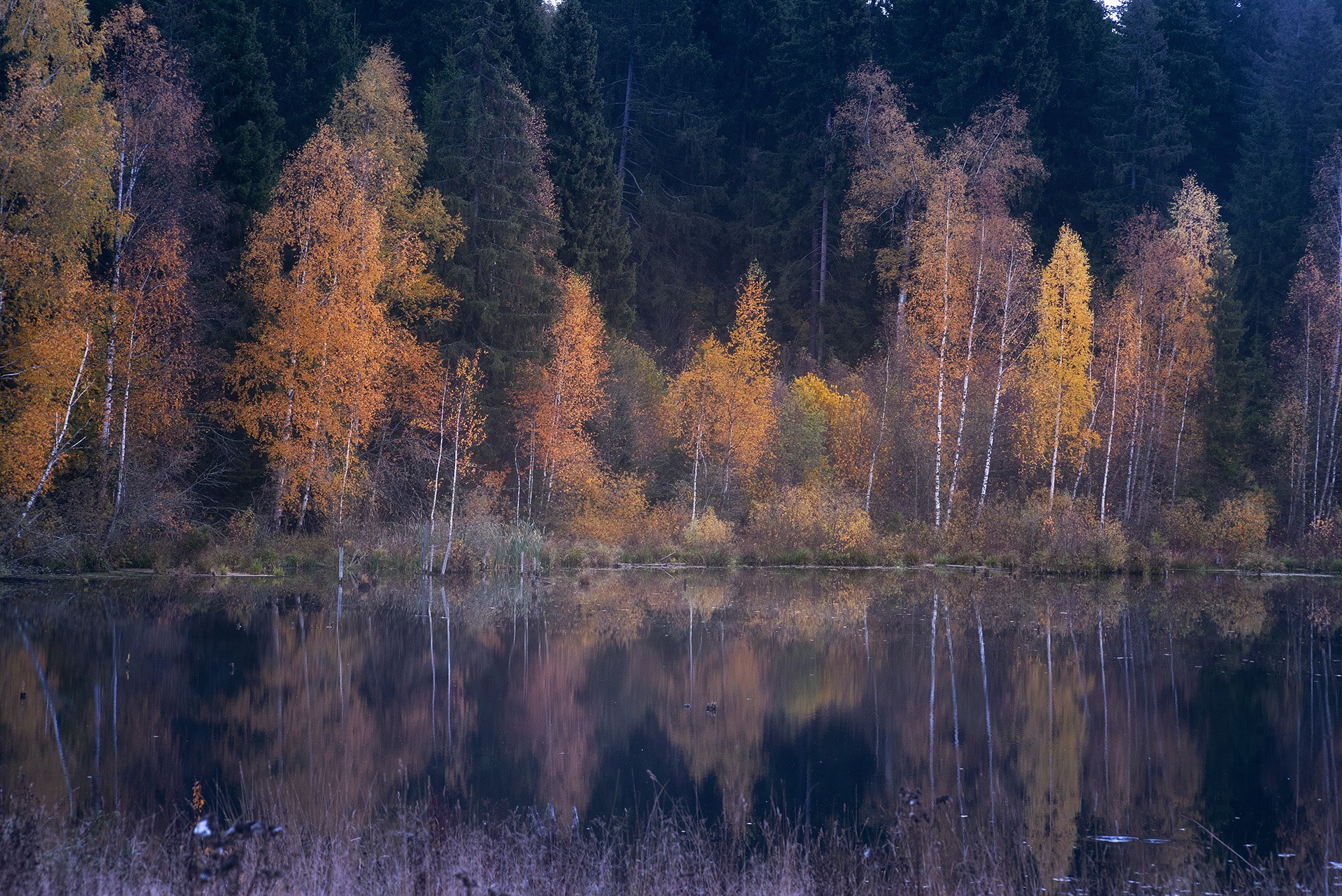 озеро, осень, лес, осенний лес, подмросковье, Чавыкина Анастасия