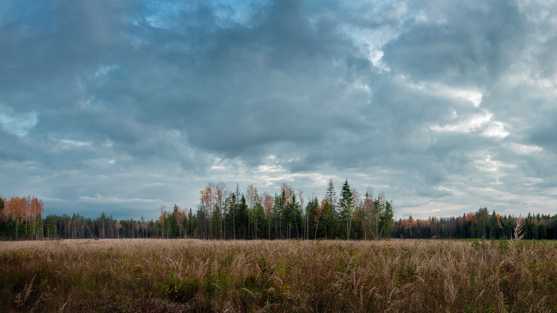лес, деревья, осень, пейзаж, Валерий Вождаев