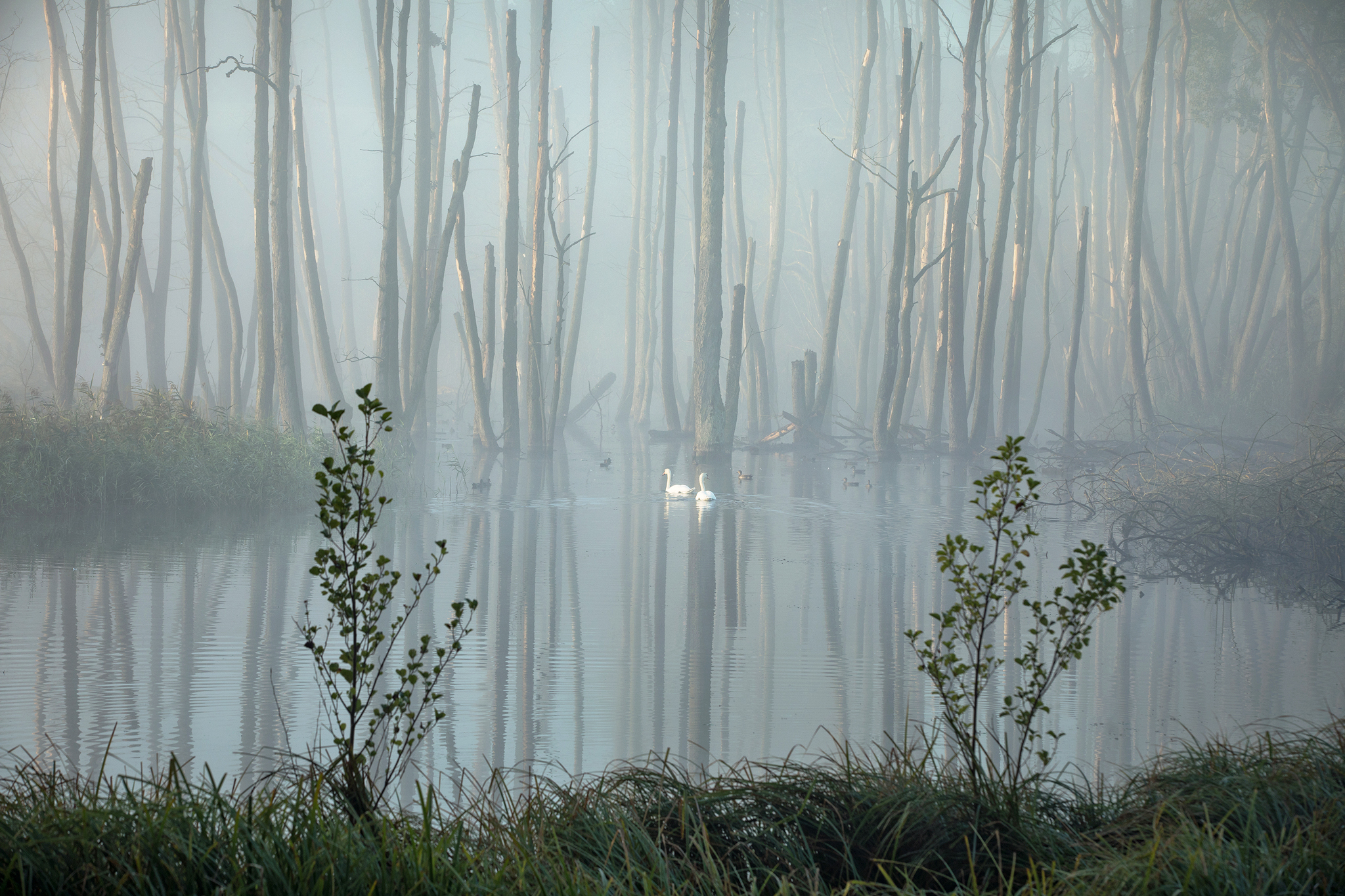 swan lake misty morning лебединое озеро tree mood foggy forest trees nature, Radoslaw Dranikowski
