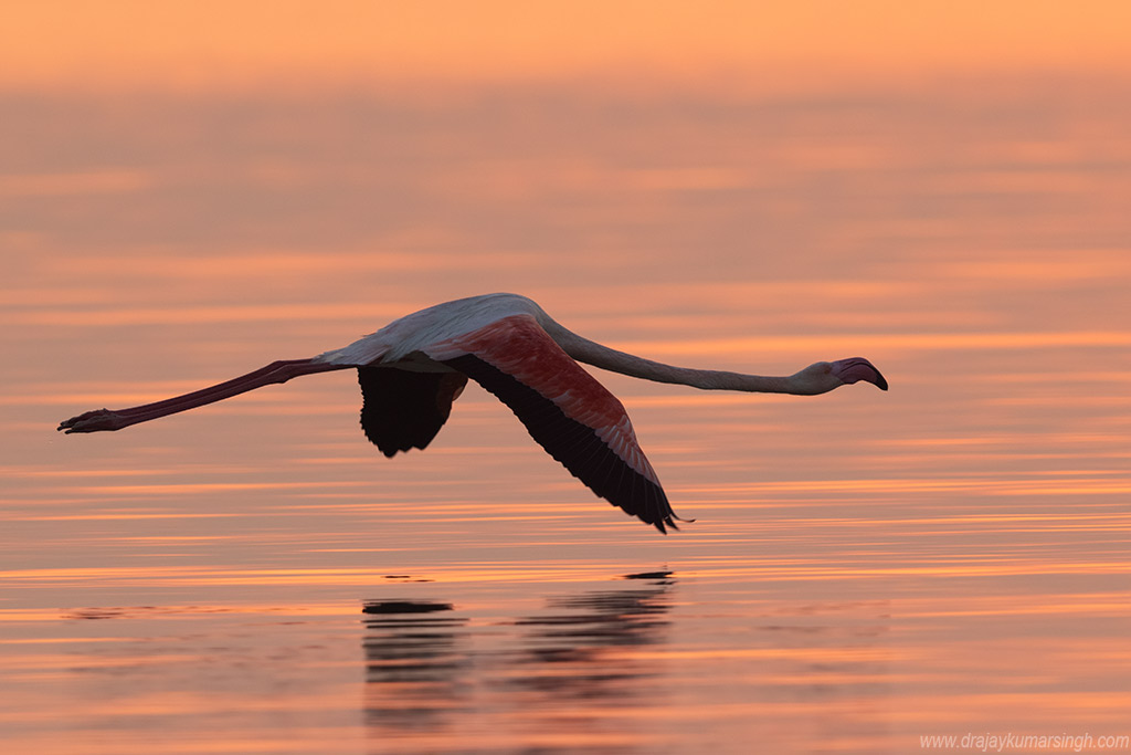 Greater flamingos  flight sunrise, Dr Ajay Kumar Singh