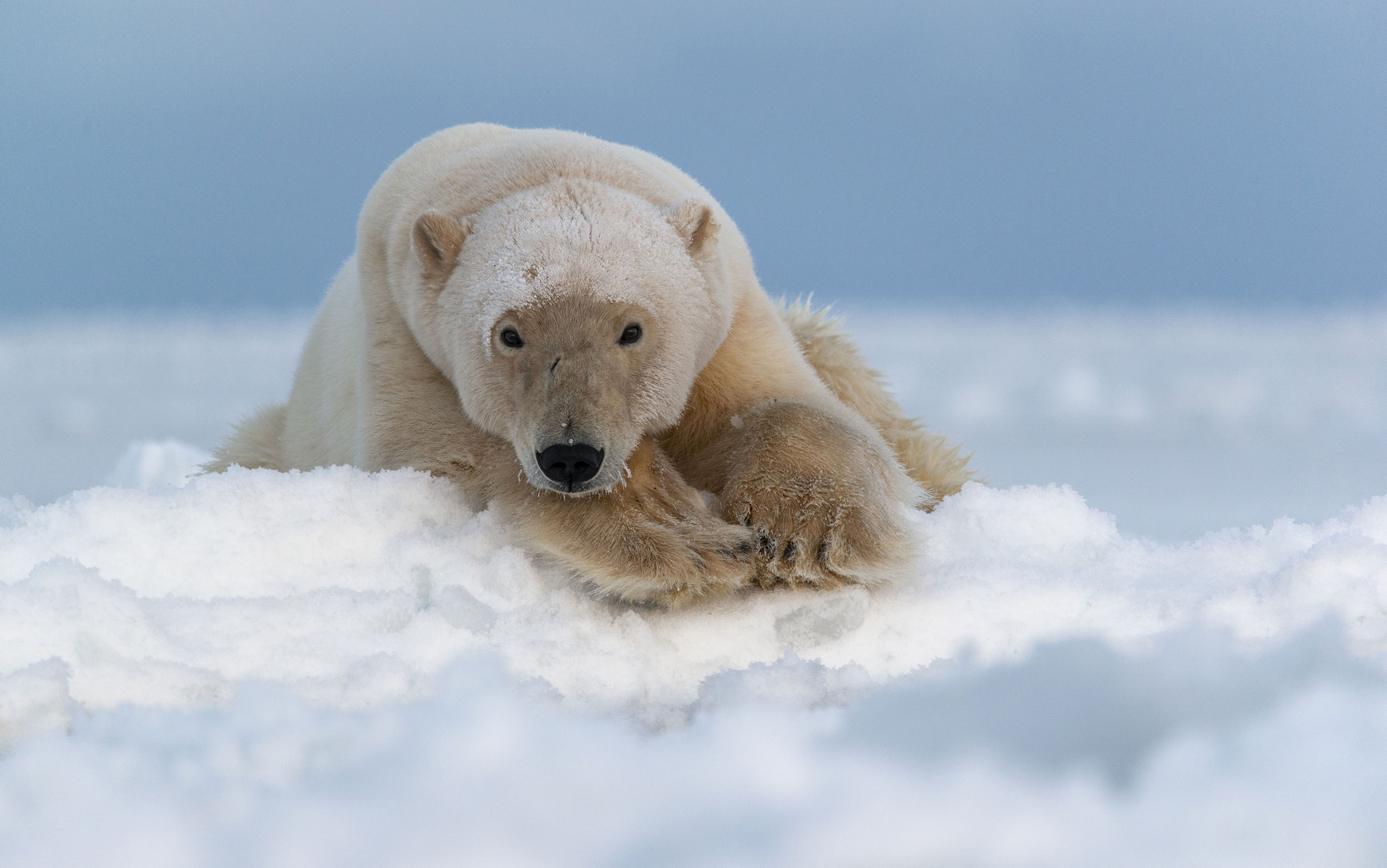 чукотка, арктика, чукотское море, медведь белый, медведь полярный, медведь морской, Максим Деминов