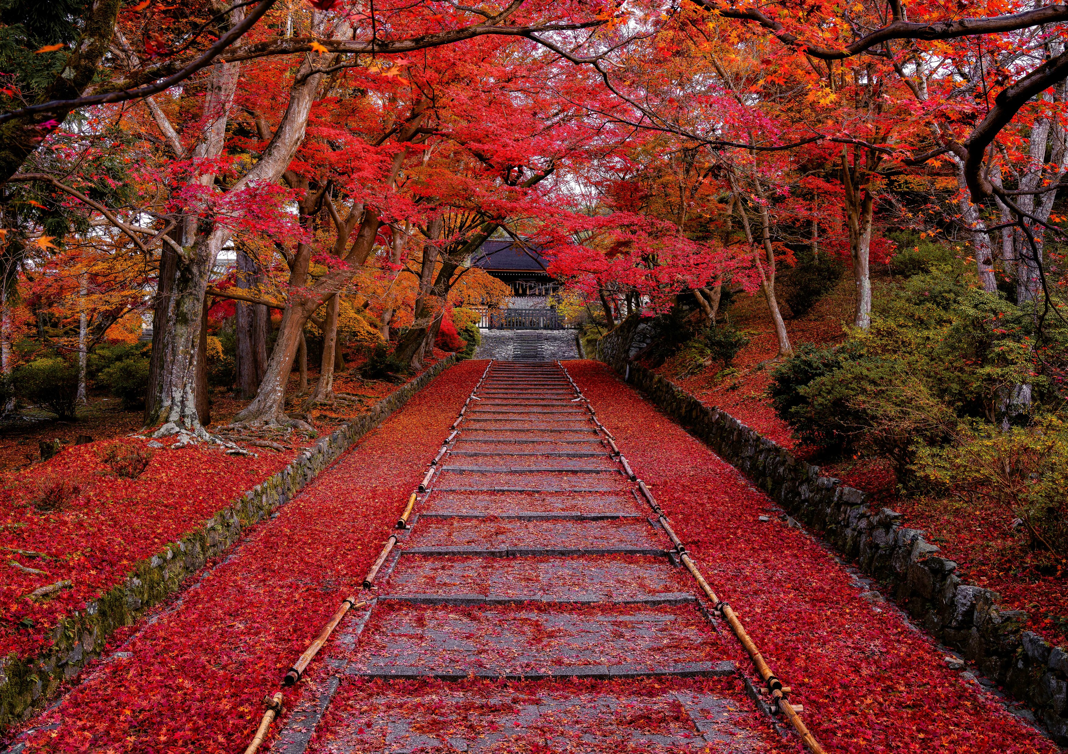 #kyoto #japan #autumn #temple, Hasan Jakaria