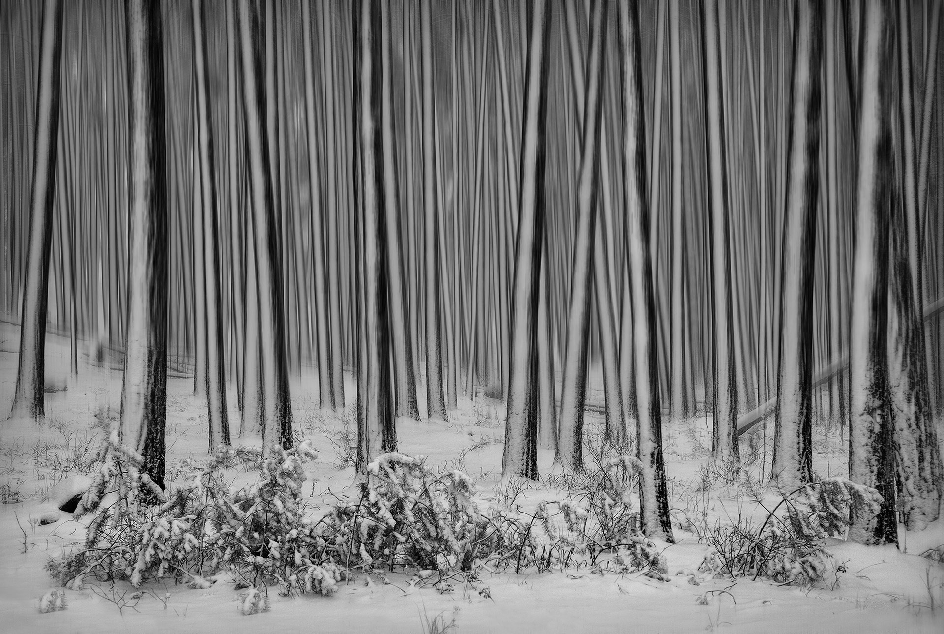лес, зима, снег, деревья, тишина, природа, сон, Гордейко Анна