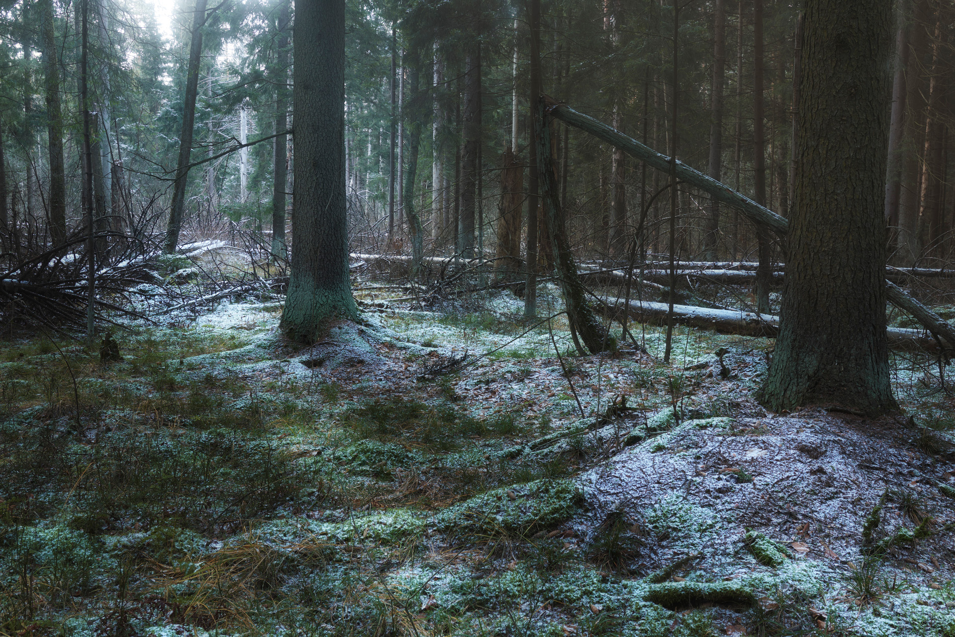 лес, деревья, осень, снег, пейзаж, Валерий Вождаев