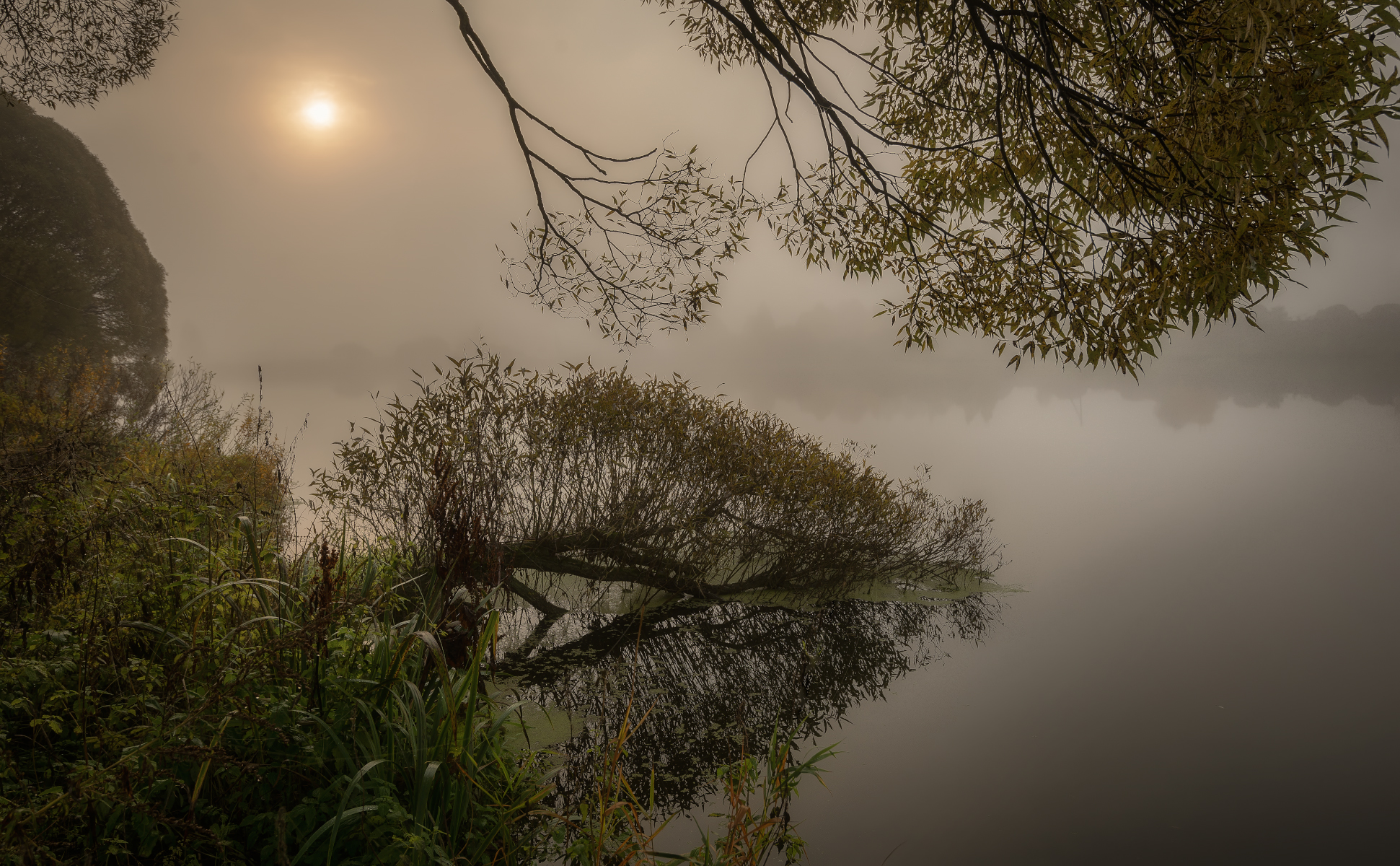 туман, ивы, озеро, Сергей Аникин