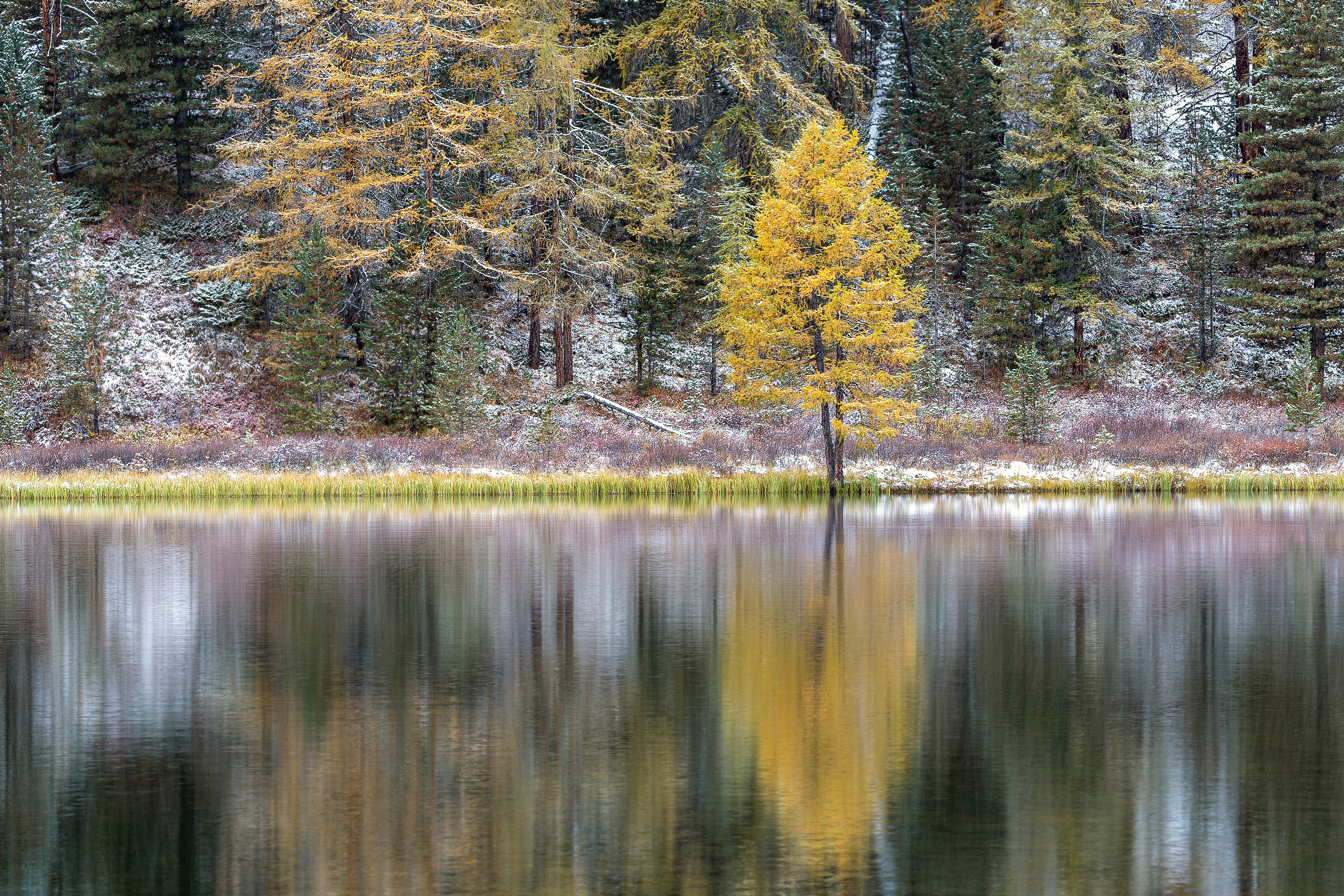 reflection, tree, lake, озеро, природа, алтай, altay, Михаил Конарев