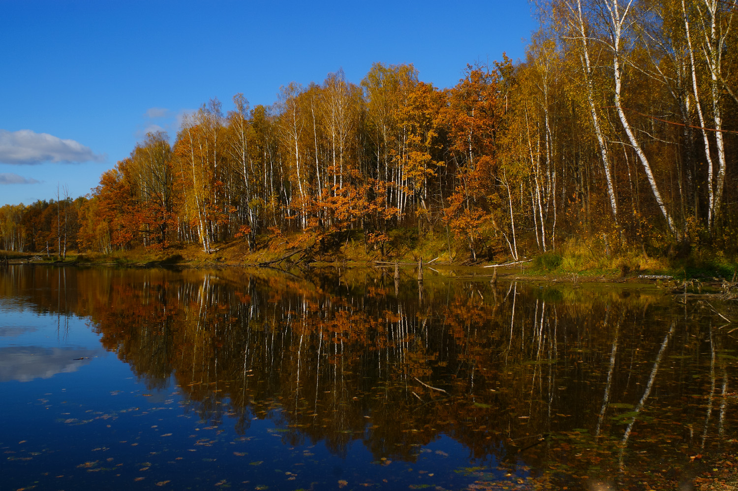 осень, желтые листья, отражение, Колеснева Елена