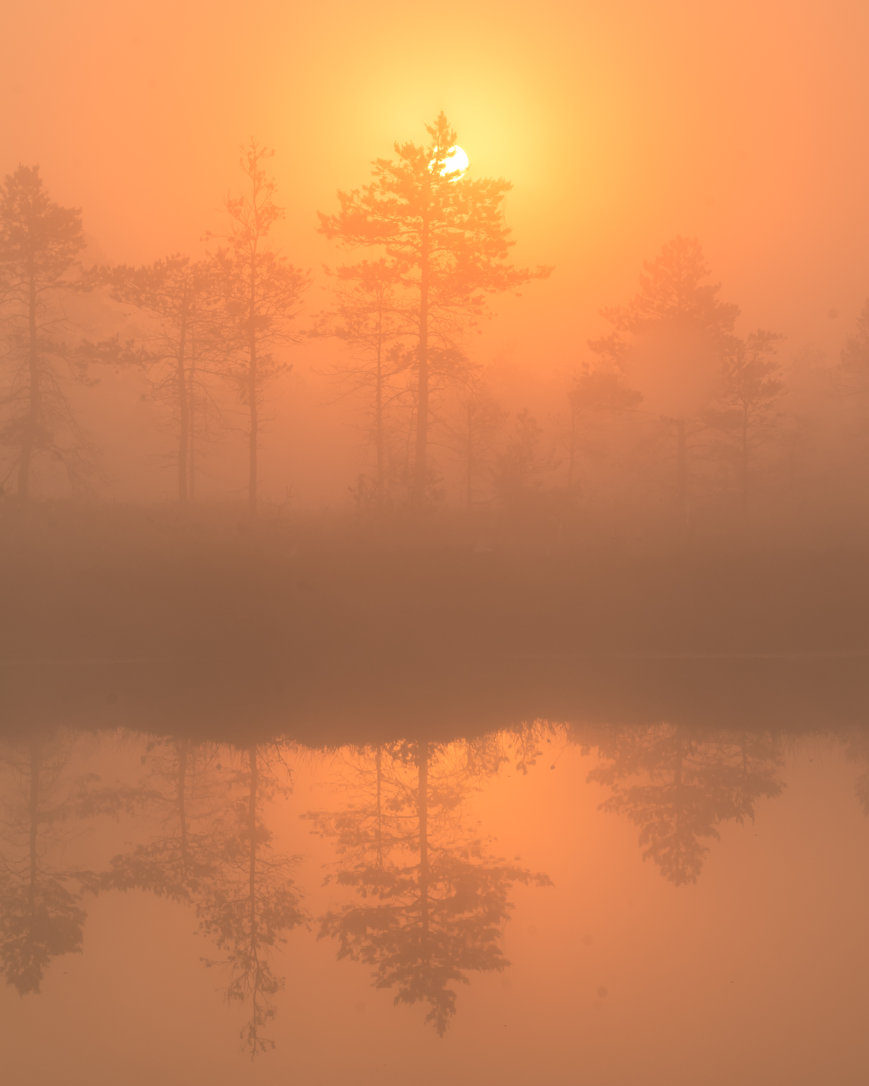 #estonia, #estoniabogs, #nature_of_estonia, #naturephotography, #naturelovers, #sunrise_sunset_photogroup, #sunriseoftheday, #foggymorning, #foggy, #goldenlight, #goldensunrise, #bog, #bogsofestonia, #kõnnusuursoo, #hikingtrails, #goldenhour, #goldengram,, Nikolai Mordan