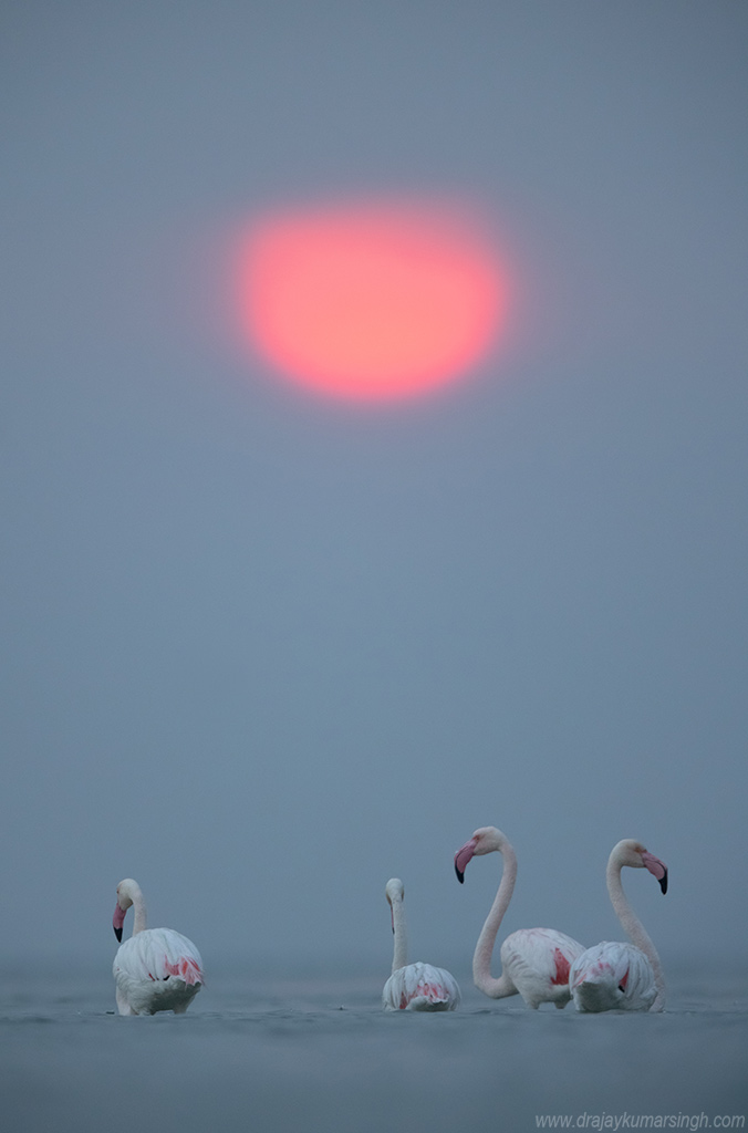 Greater flamingos dramatic sun, Dr Ajay Kumar Singh