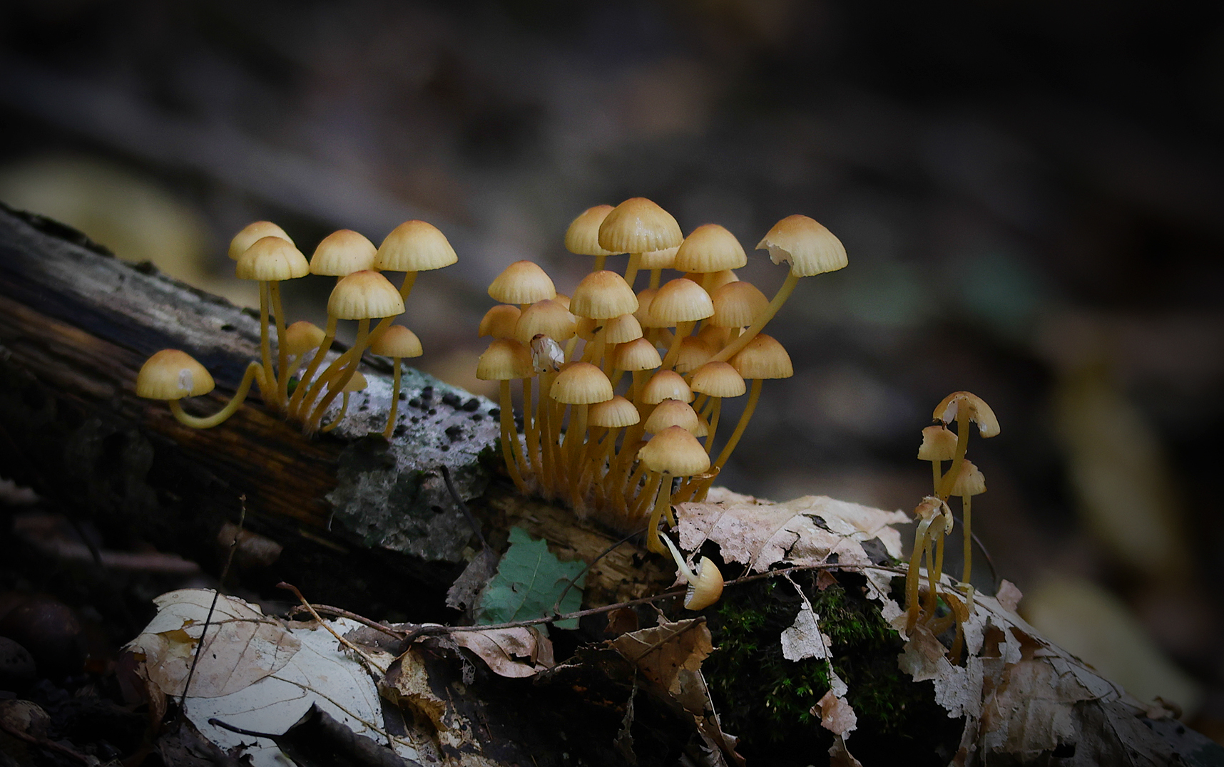 грибы,поганки,лес,, Magov Marat