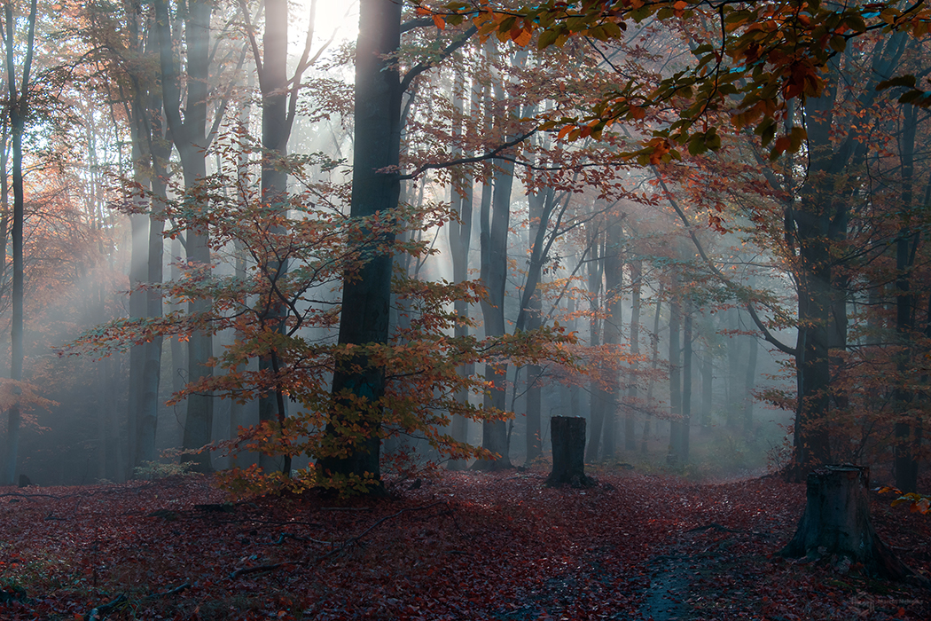 poland ,autumn colours ,autumn , forest , Marcin Nalepka