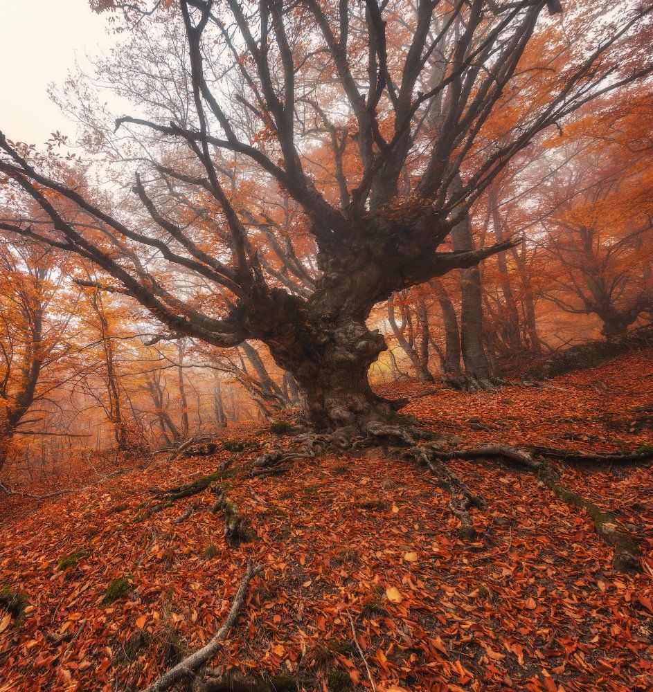 демерджи, крым, лес, осень, туман, Андрей Уляшев (Mercand)
