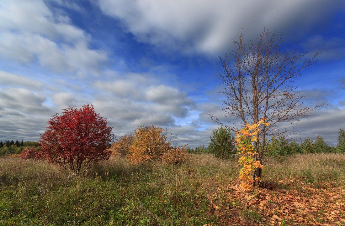 Поле трава деревья кусты лес листья осень краски облака небо, Георгий Машковцев