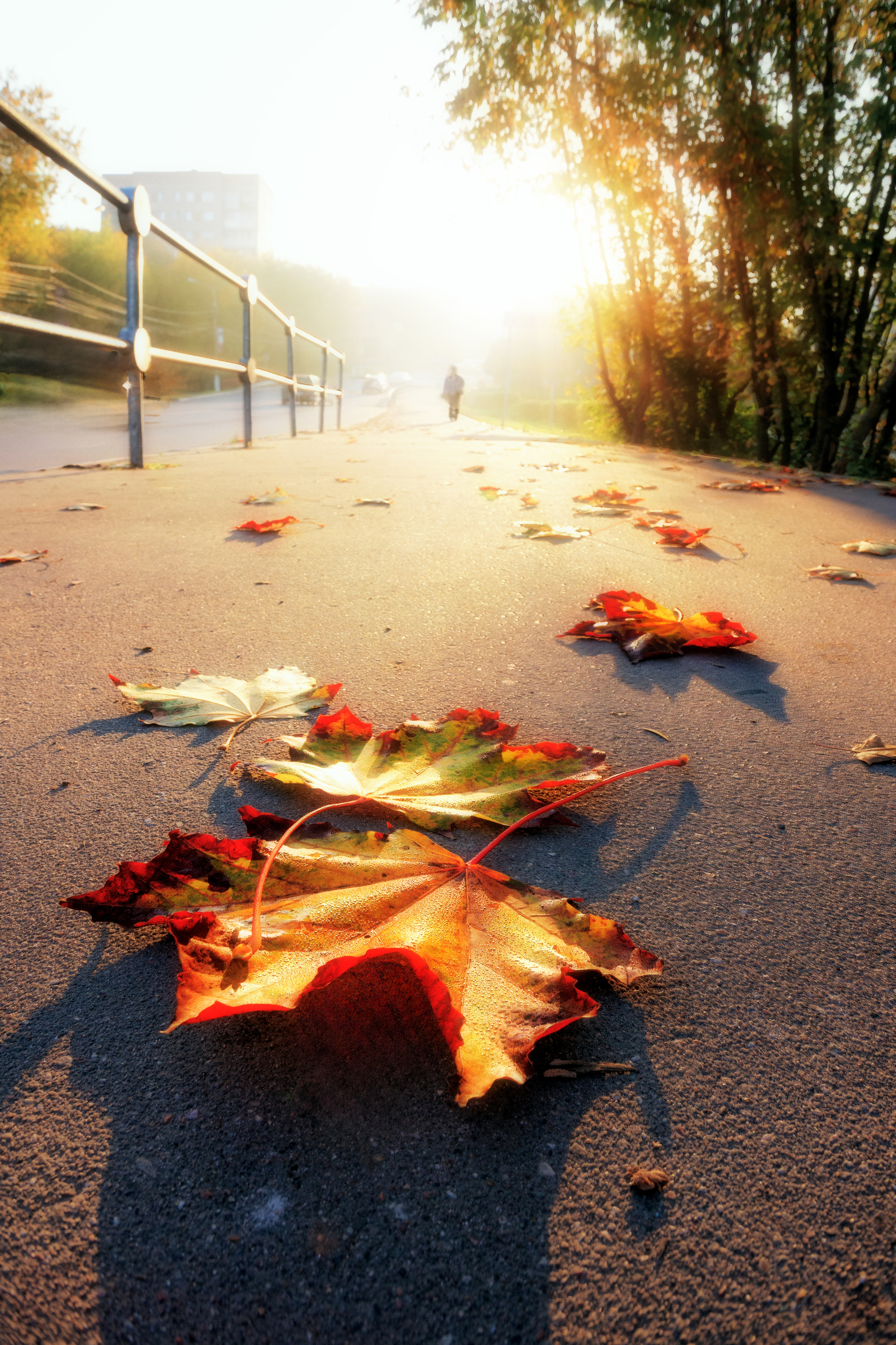 осень, рассвет, пейзаж, природа, листья, кленовые листья, рассвет, Мартыненко Дмитрий