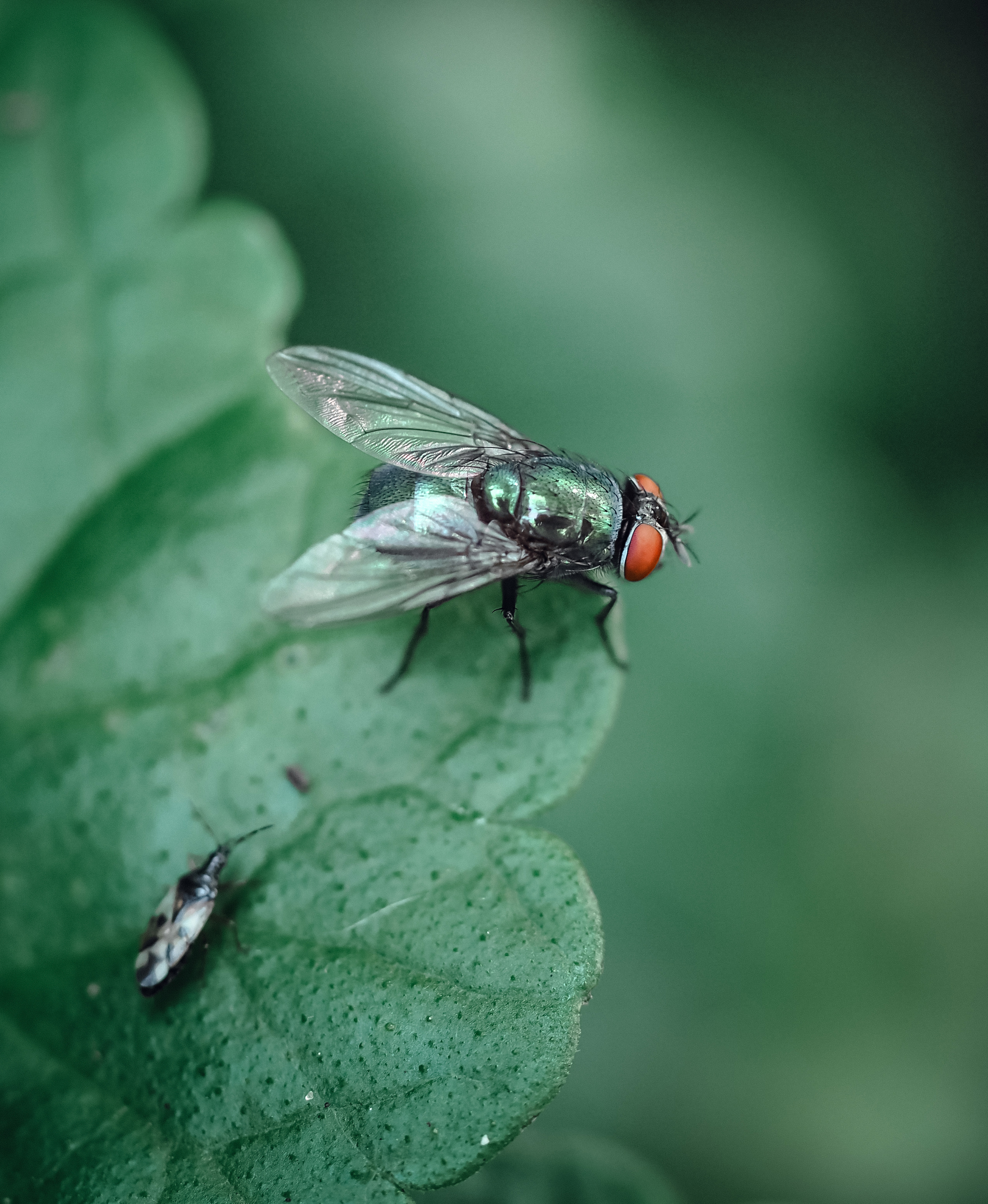 муха, макро, зелёный, насекомое, macro, fly, green, insect, Протченко Ирина
