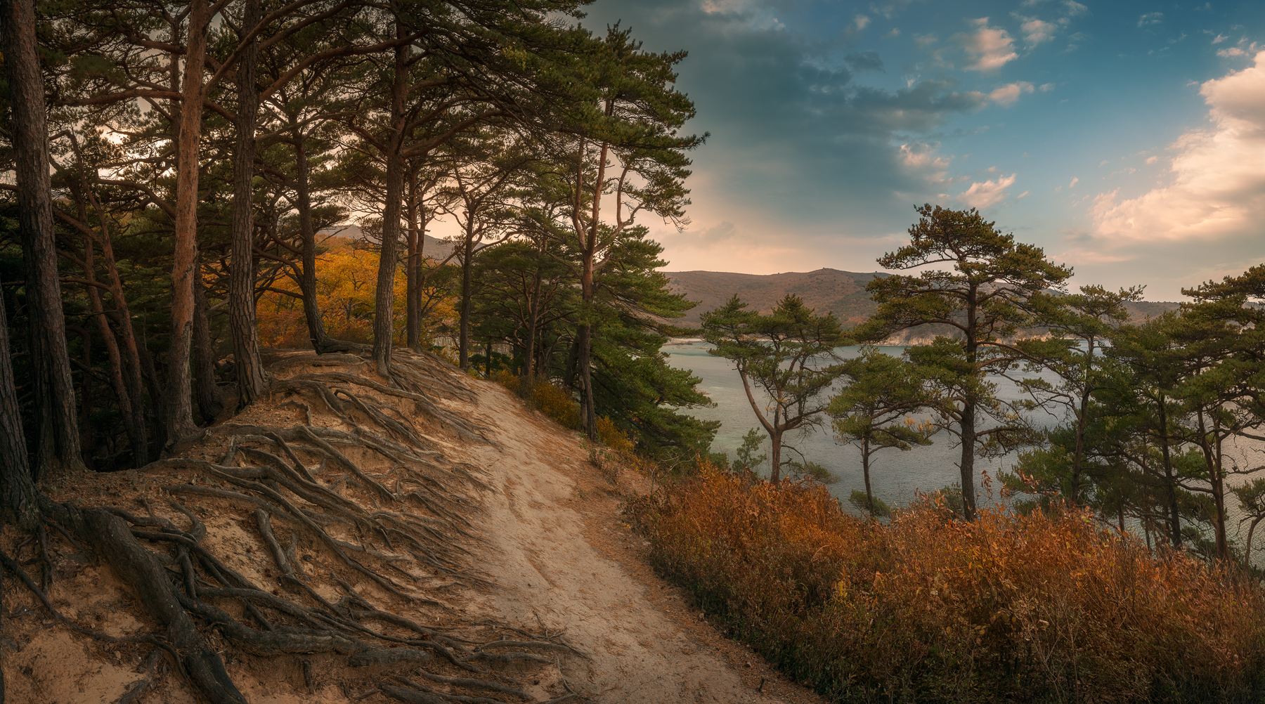 панорама, лес, сосны, Андрей Кровлин