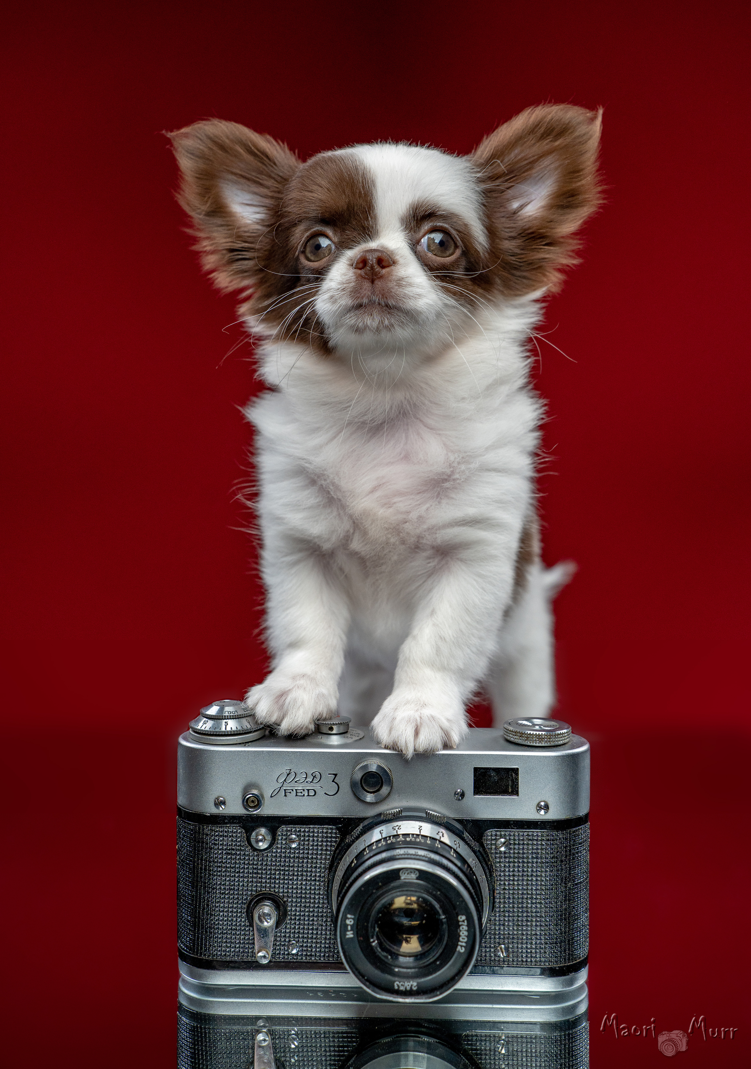 чихуахуа, собака, маленькая собака, собака и фотоаппарат, фед 3, Маори Мурр