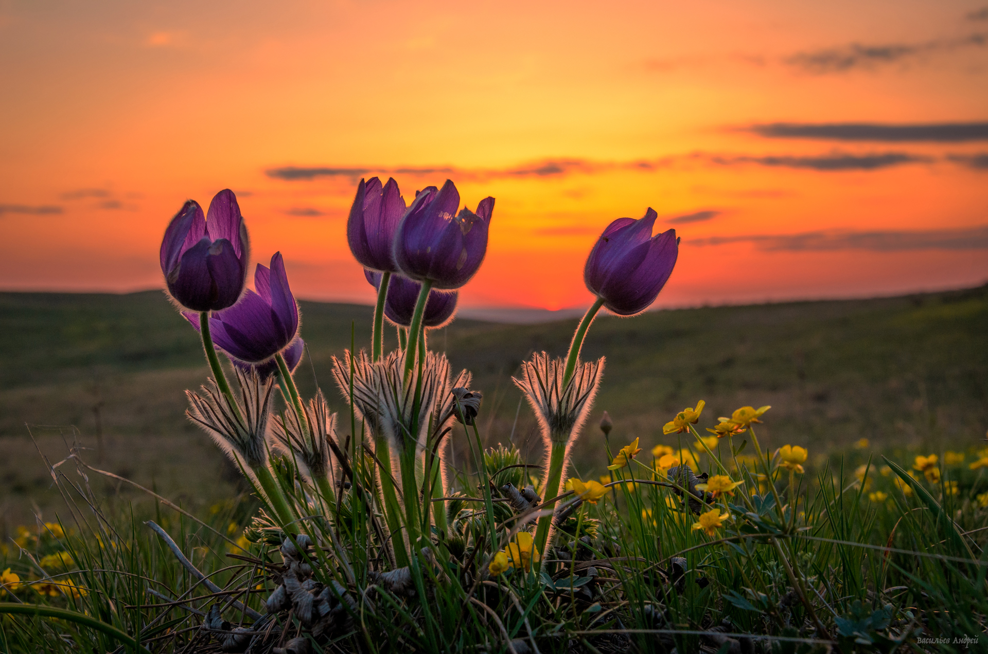 природа, цветы, весна, сон-трава, прострел раскрытый, оренбургская область, Vasilyev Andrey