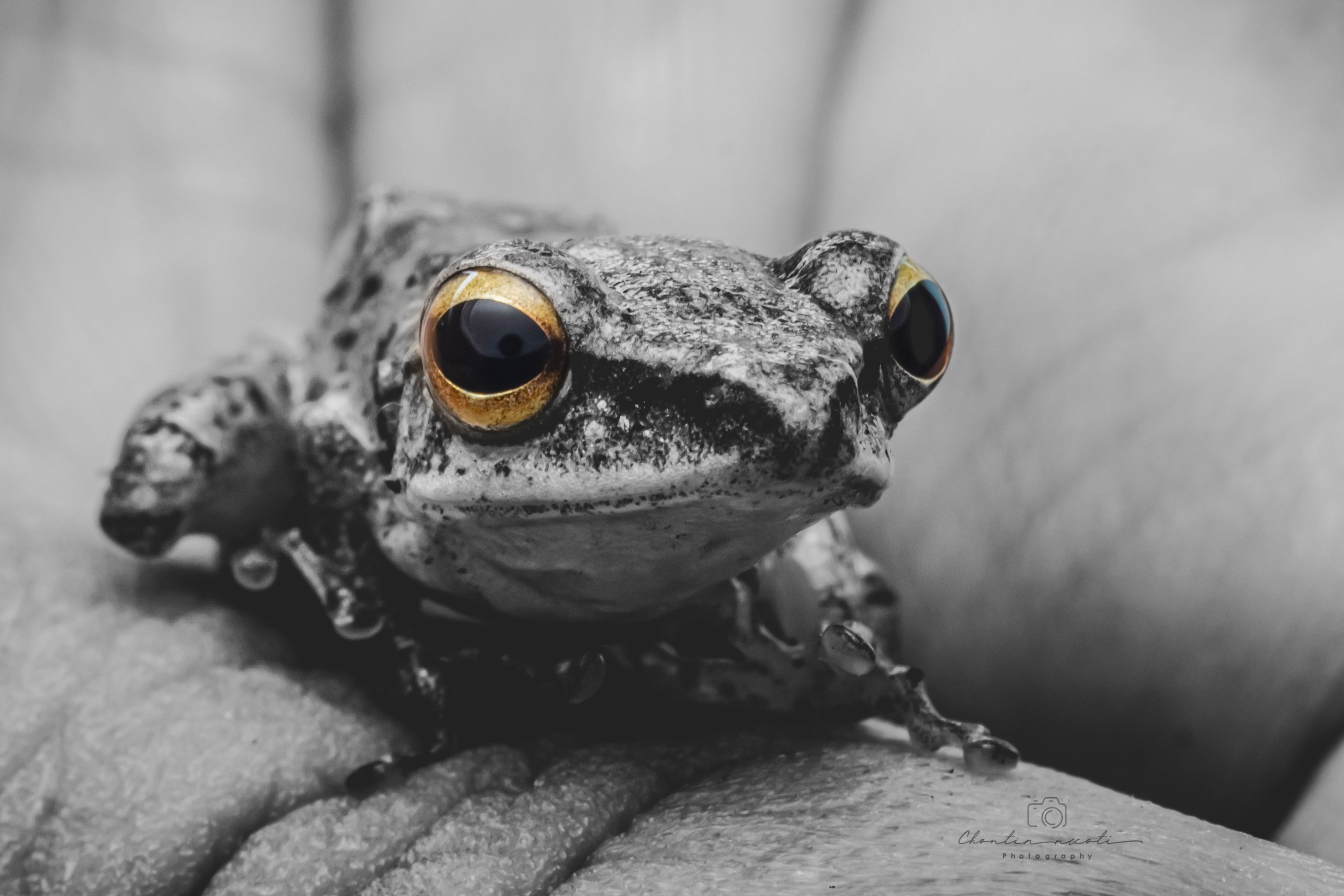 fog, color, eyes, animal, macro, black, white, focus, NeCoTi ChonTin