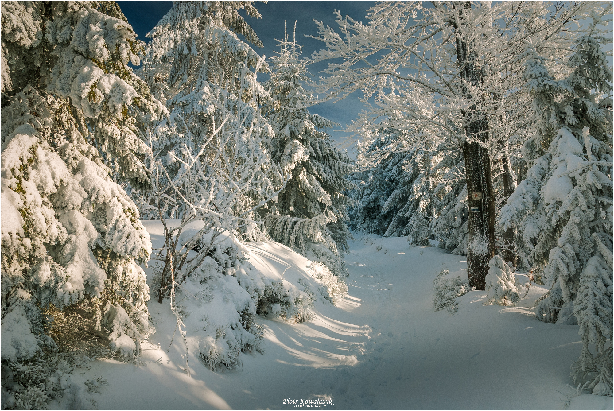 polska, zima, śnieg, drzewa, Kowalczyk Piotr